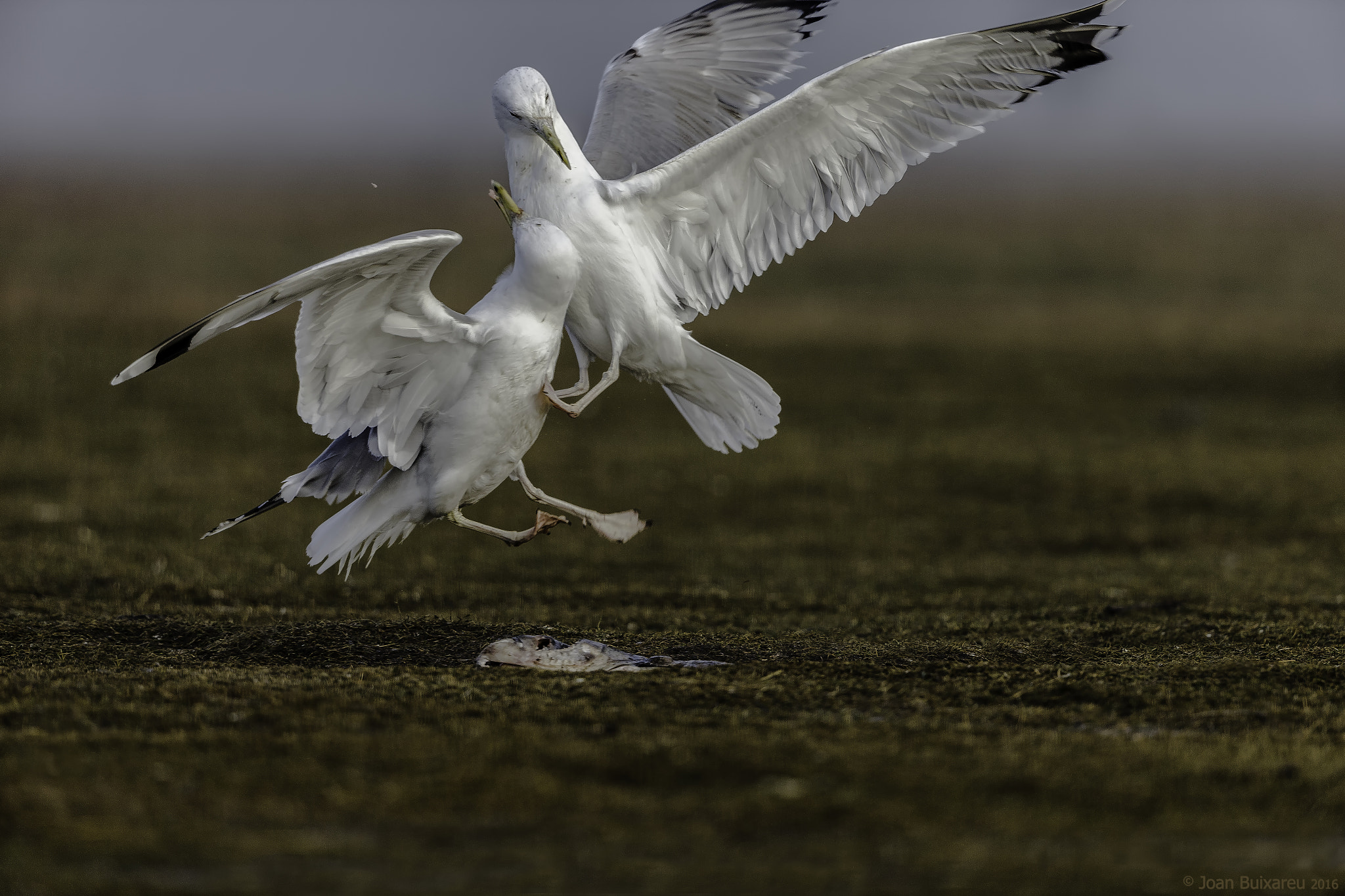 Canon EF 200-400mm F4L IS USM Extender 1.4x sample photo. En l'aire photography