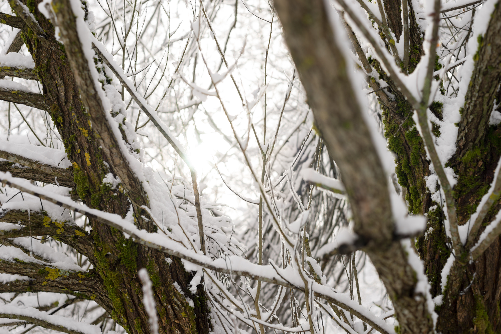 Sony a7 + E 50mm F2 sample photo. Winter photography