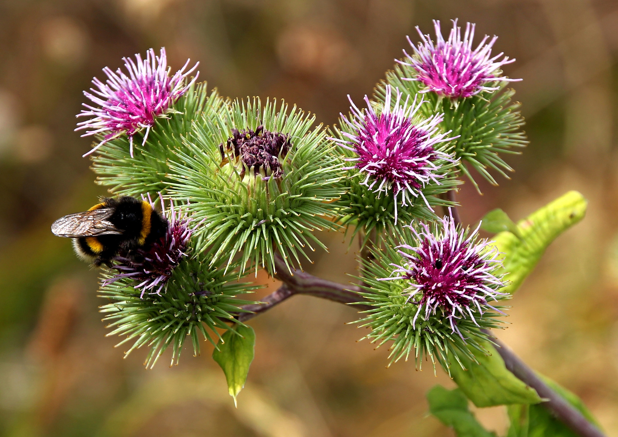 Canon EOS 550D (EOS Rebel T2i / EOS Kiss X4) + Canon 18-270mm sample photo. Thistle bumblebee photography