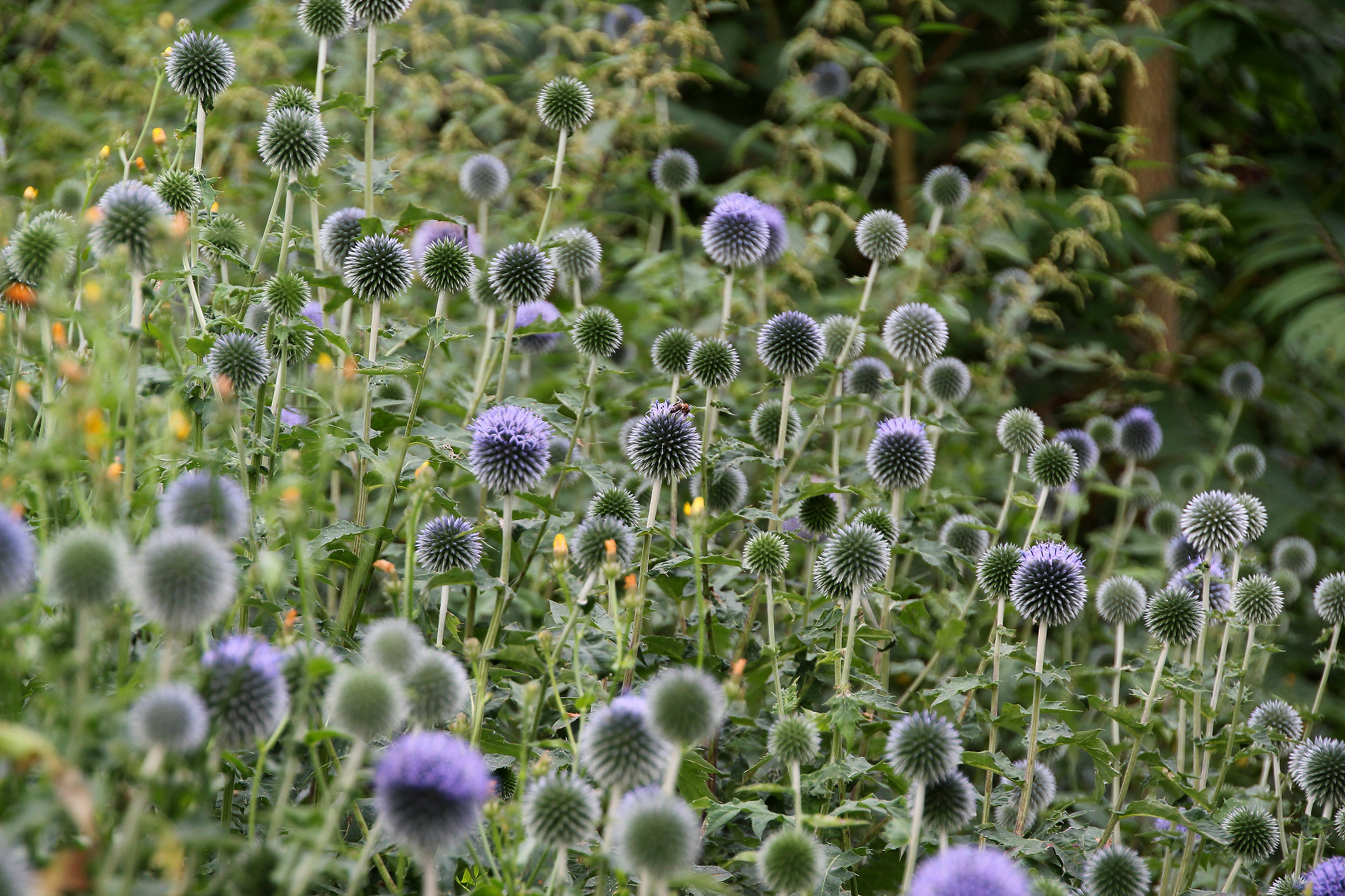 Canon EOS 550D (EOS Rebel T2i / EOS Kiss X4) + Canon 18-270mm sample photo. Thistles photography