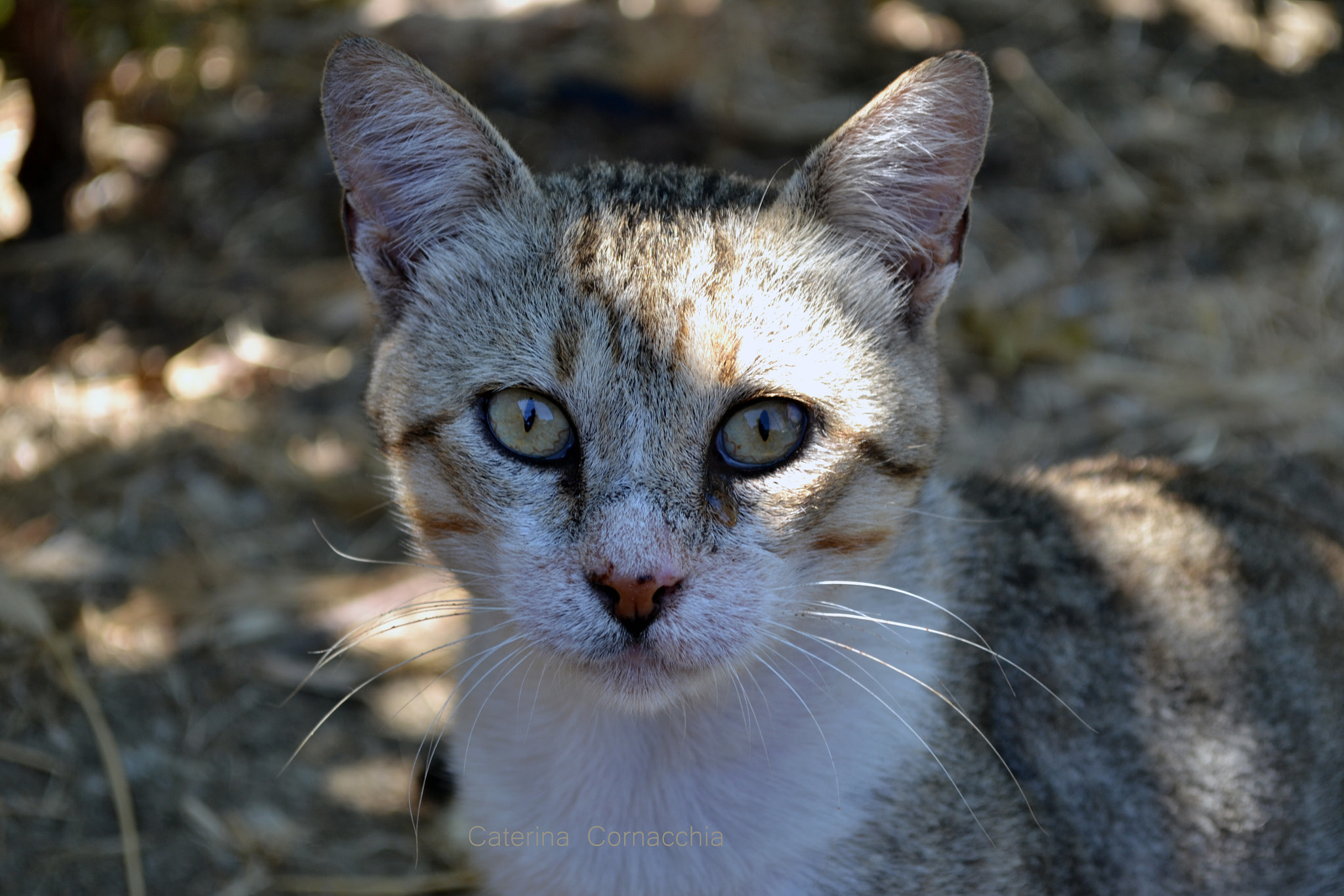 Nikon D3100 + Sigma 18-50mm F2.8 EX DC Macro sample photo. Sguardo intenso photography