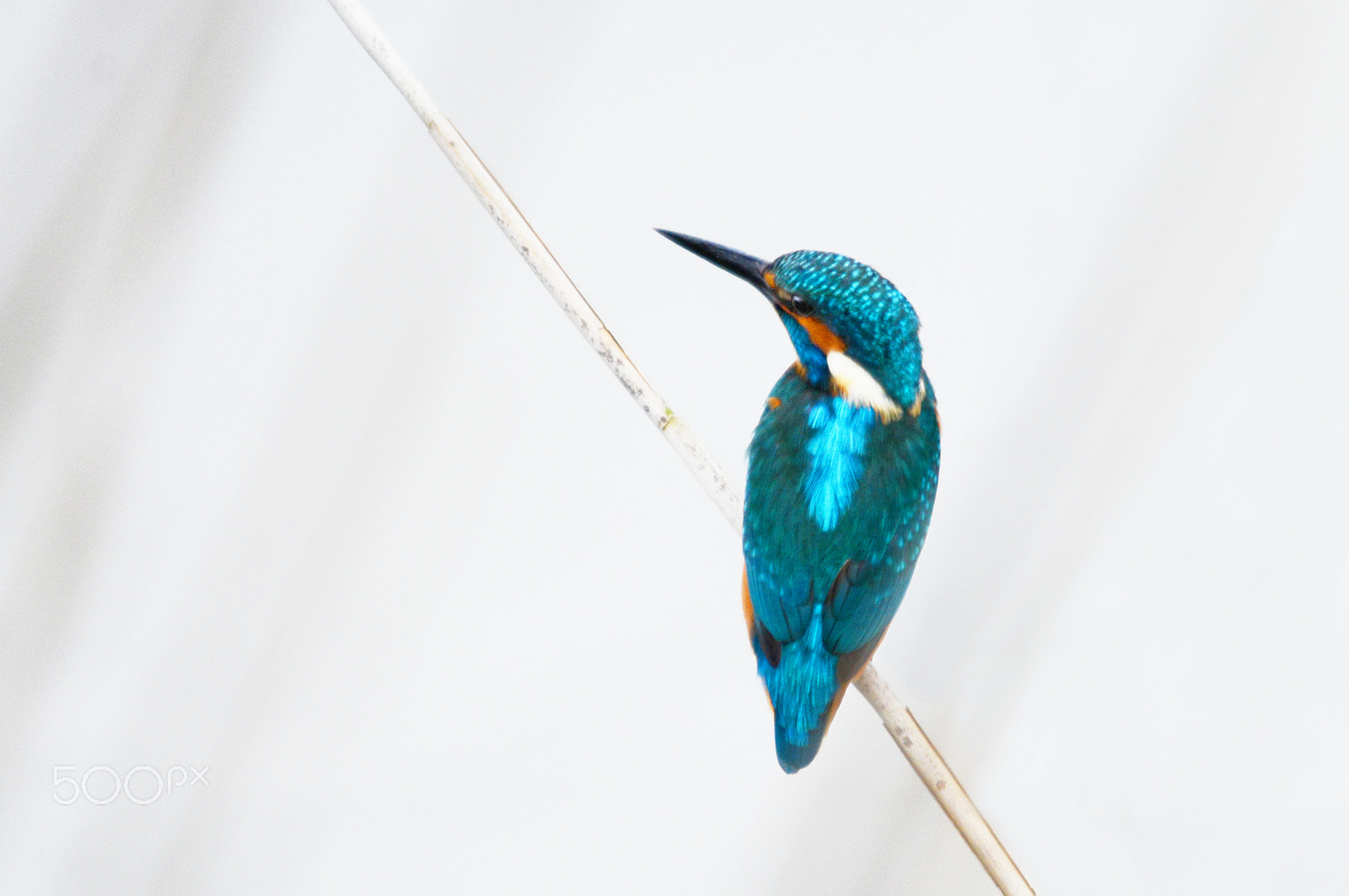 Sigma 120-400mm F4.5-5.6 DG OS HSM sample photo. Kingfisher photography