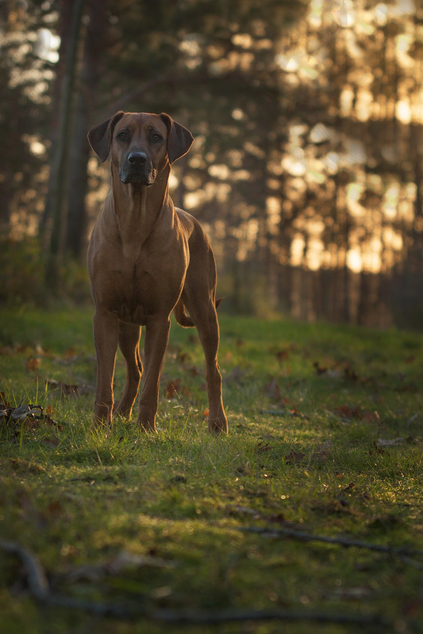 Sigma 70-200mm F2.8 EX DG OS HSM sample photo. Ridgeback proud in the last ray of light photography