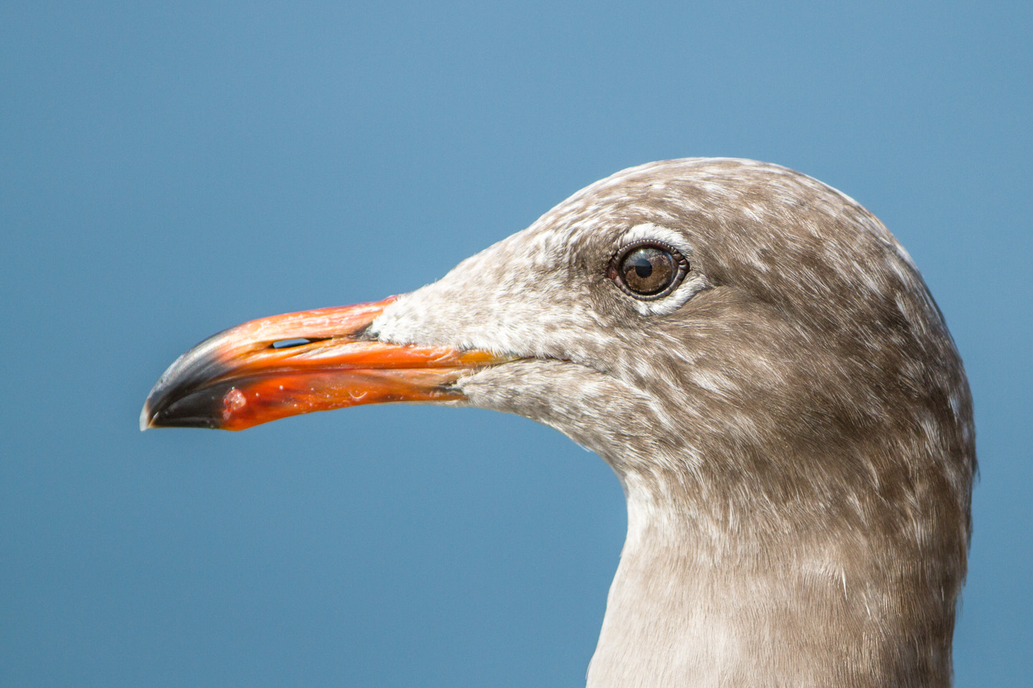 Canon EF 200-400mm F4L IS USM Extender 1.4x sample photo. Heermann's gull photography