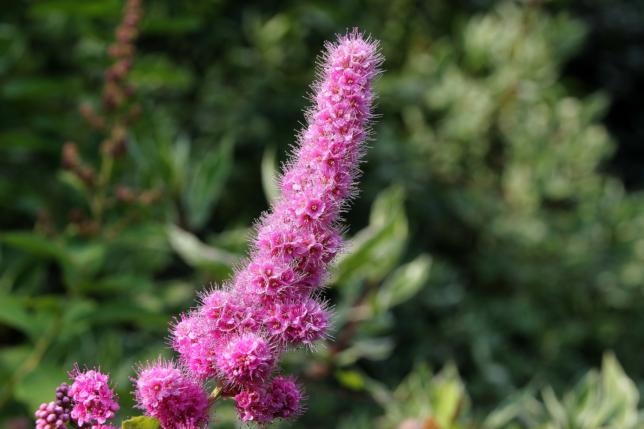 Canon EOS 550D (EOS Rebel T2i / EOS Kiss X4) + Canon 18-270mm sample photo. Pink flower photography