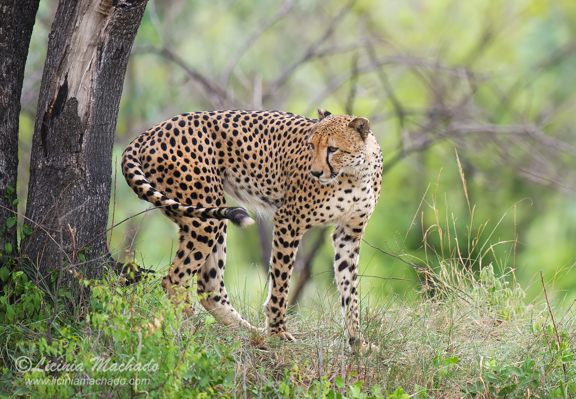Nikon D3S + Nikon AF-S Nikkor 500mm F4G ED VR sample photo. Cheetah photography