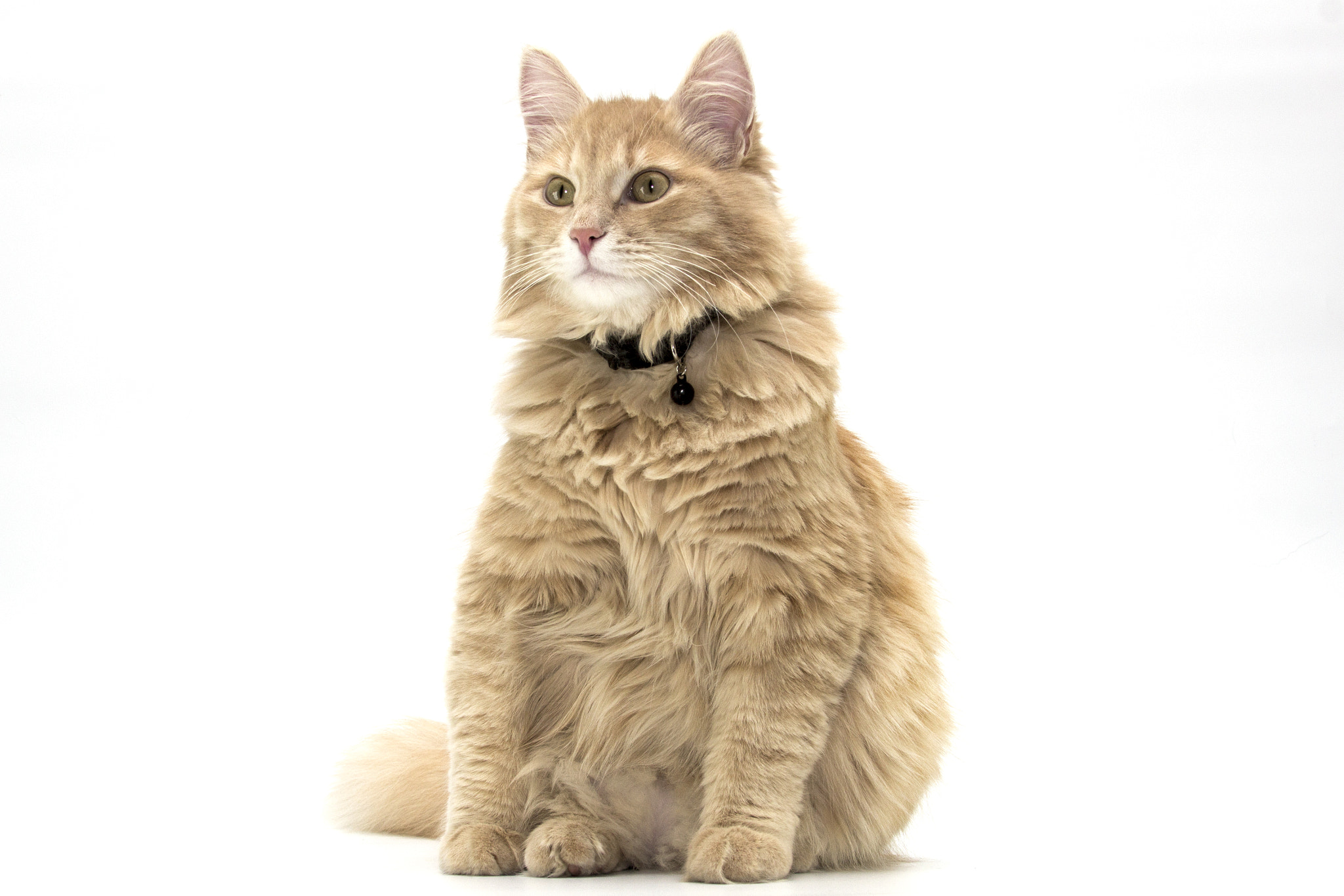 Canon EF 28-300mm F3.5-5.6L IS USM sample photo. Mainecoon photography