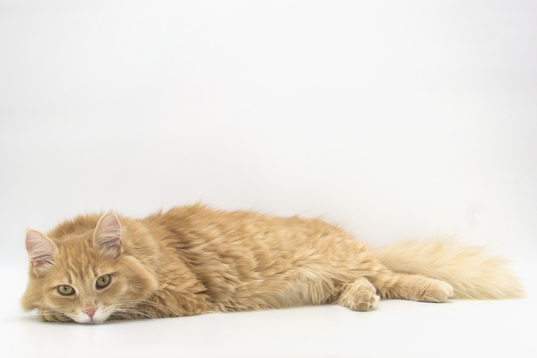 Canon EF 28-300mm F3.5-5.6L IS USM sample photo. Mainecoon photography