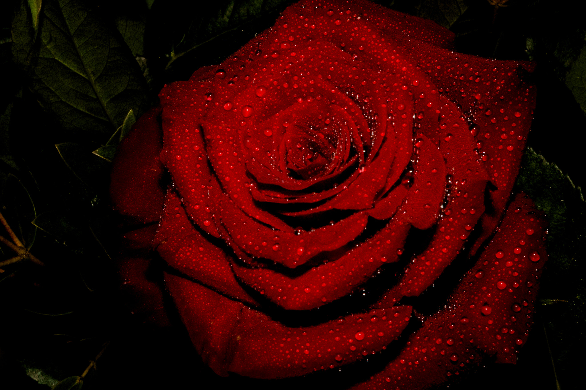 Sigma UC AF 28-70mm F3.5-4.5 sample photo. Valentines rose photography