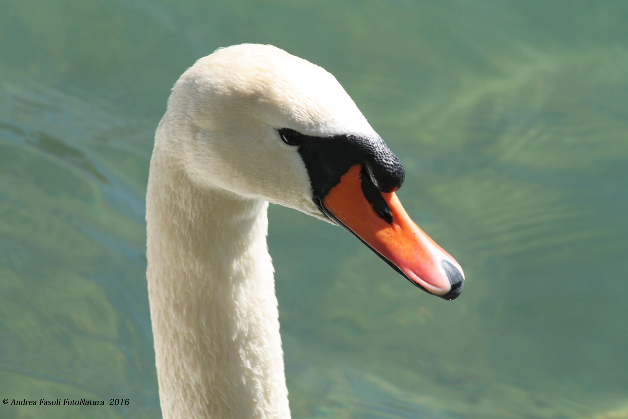 Canon EF 70-300mm F4-5.6 IS USM sample photo. Cigno portrait photography
