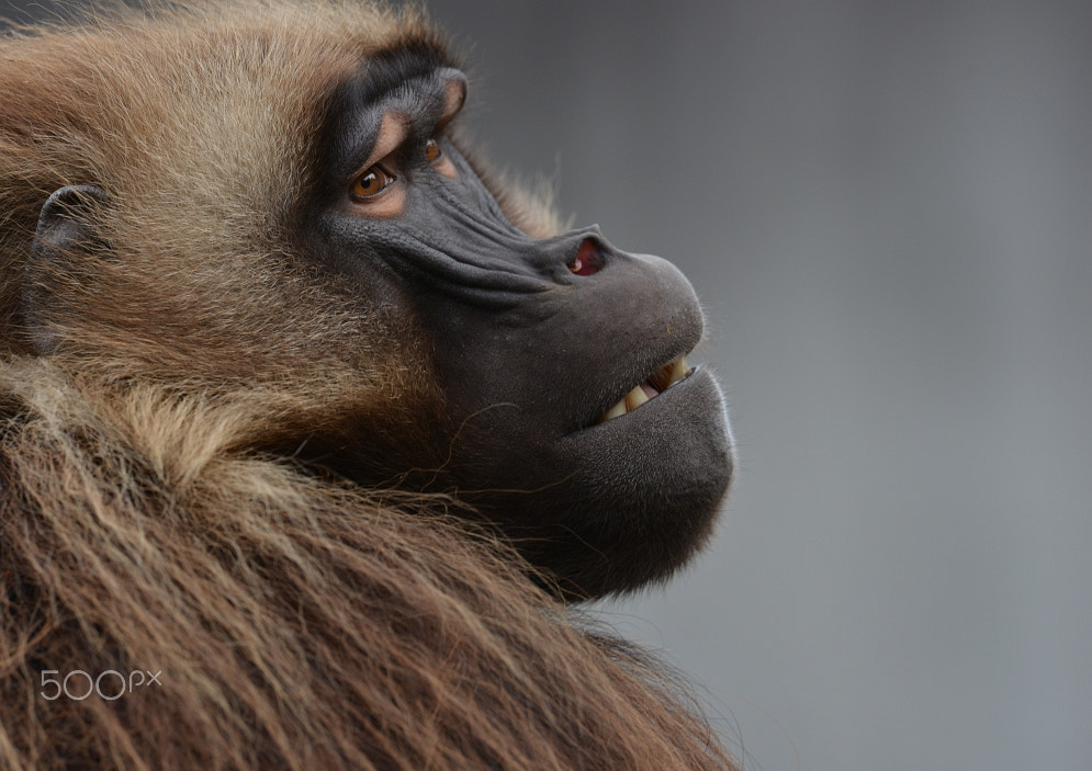 Nikon AF-S Nikkor 400mm F2.8G ED VR II sample photo. Dominant male dschelada or blutbrustpavian photography