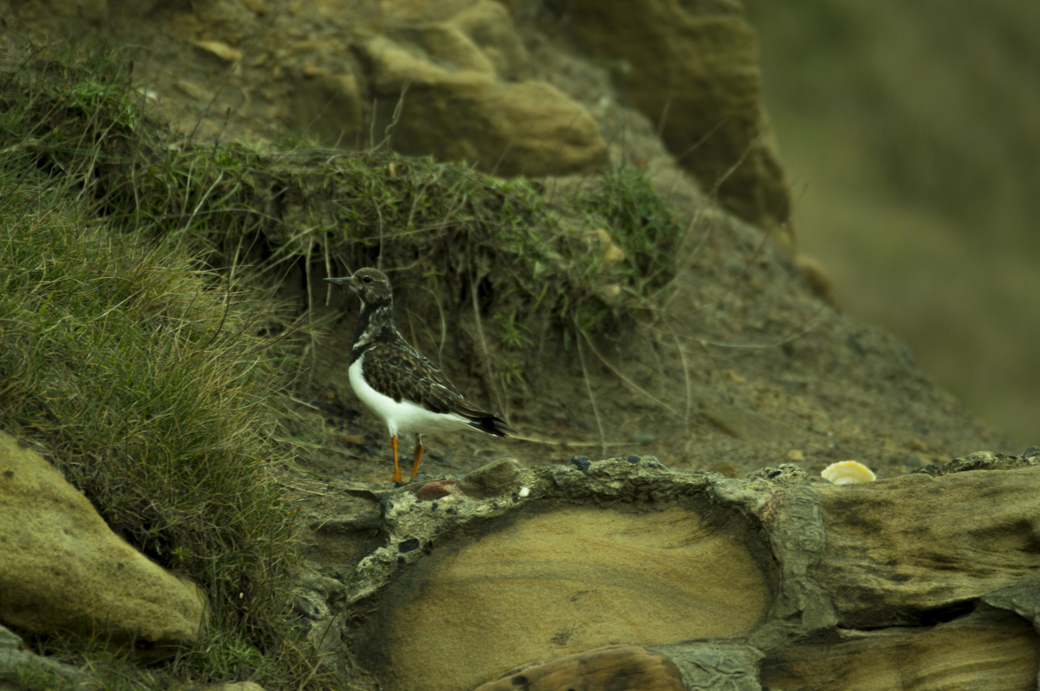 Sigma 120-400mm F4.5-5.6 DG OS HSM sample photo. Coastal bird photography