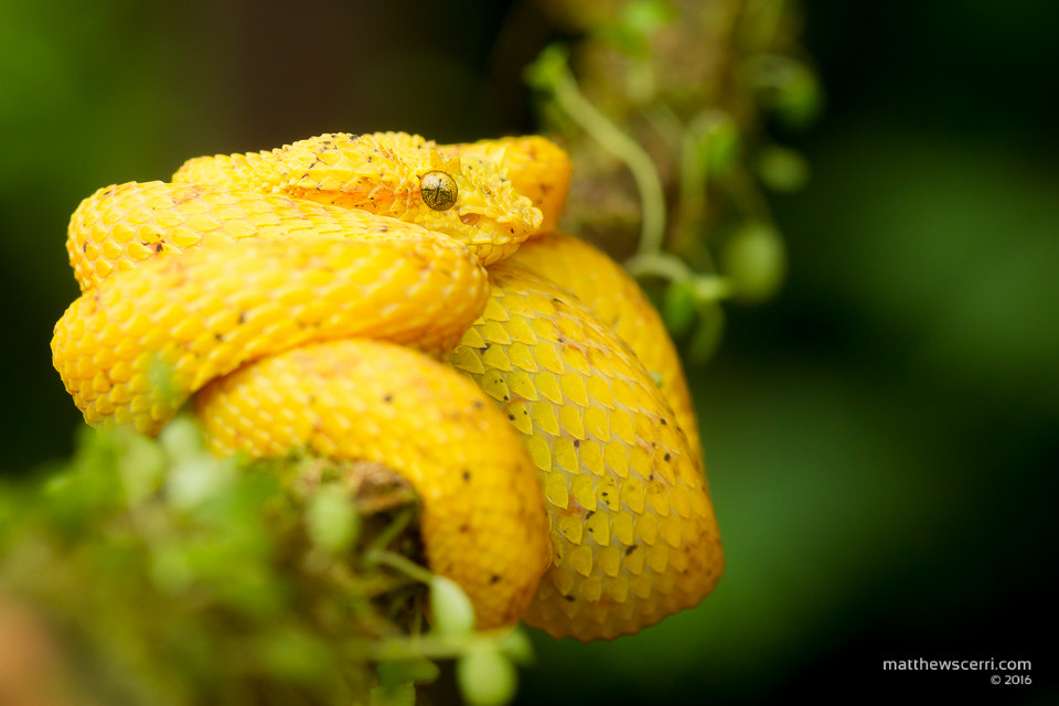 Canon EOS-1D Mark IV sample photo. Eyelash viper - yellow morph photography