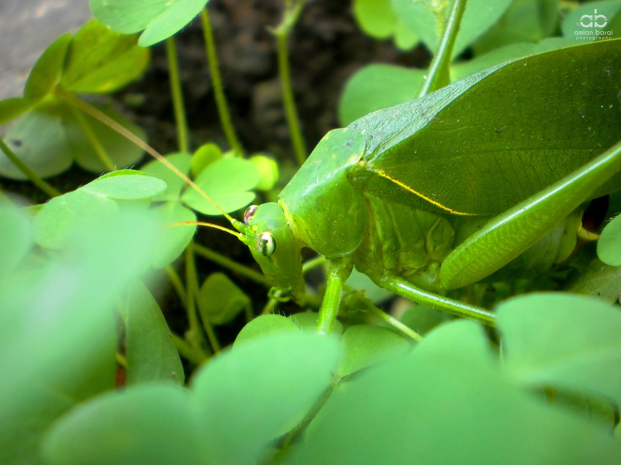 Olympus T105,T100,X36 sample photo. Green grasshopper photography