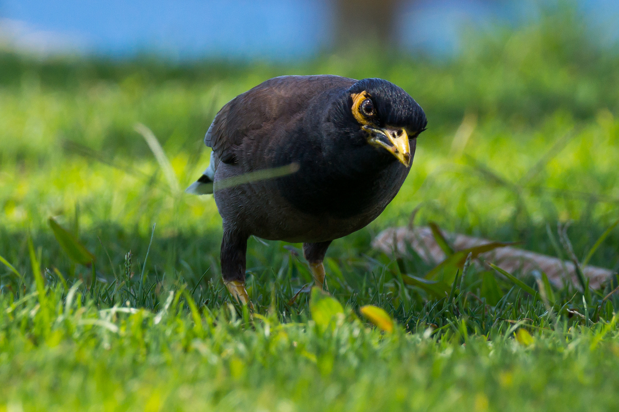 Sony 70-300mm F4.5-5.6 G SSM sample photo. Curious myna photography