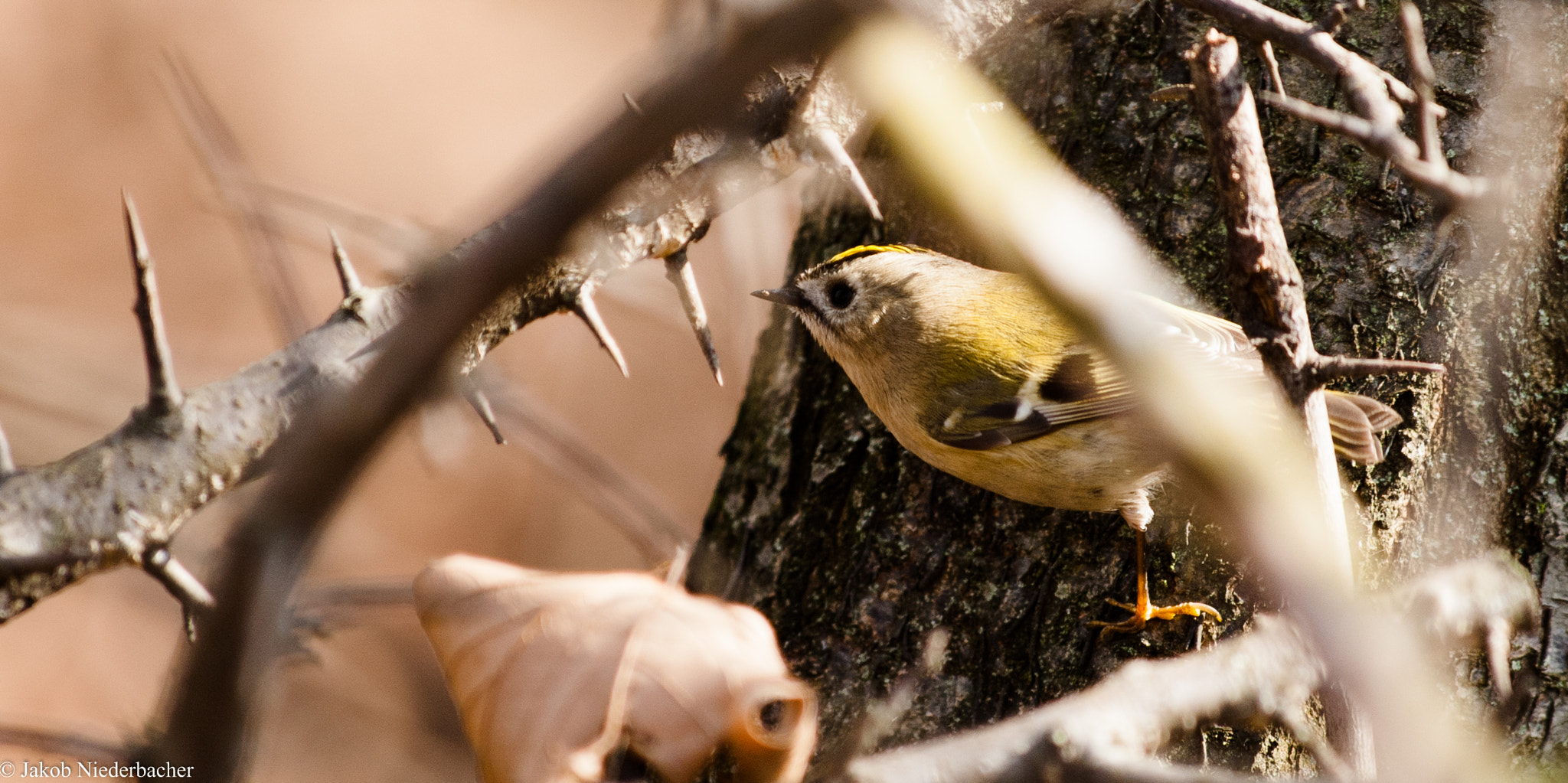 Sony Alpha DSLR-A300 sample photo. Regulus regulus photography
