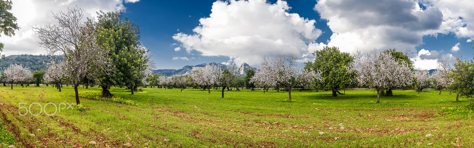 Nikon D300S + Sigma 18-250mm F3.5-6.3 DC OS HSM sample photo. Blossoming almond tree photography