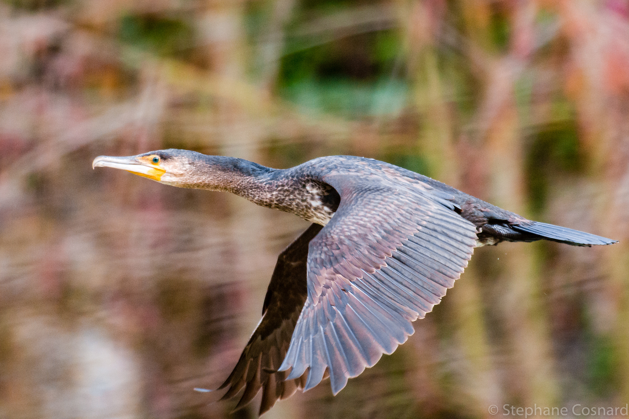 Nikon AF-S Nikkor 300mm F2.8G ED VR II sample photo. Cormoran catch in flight photography