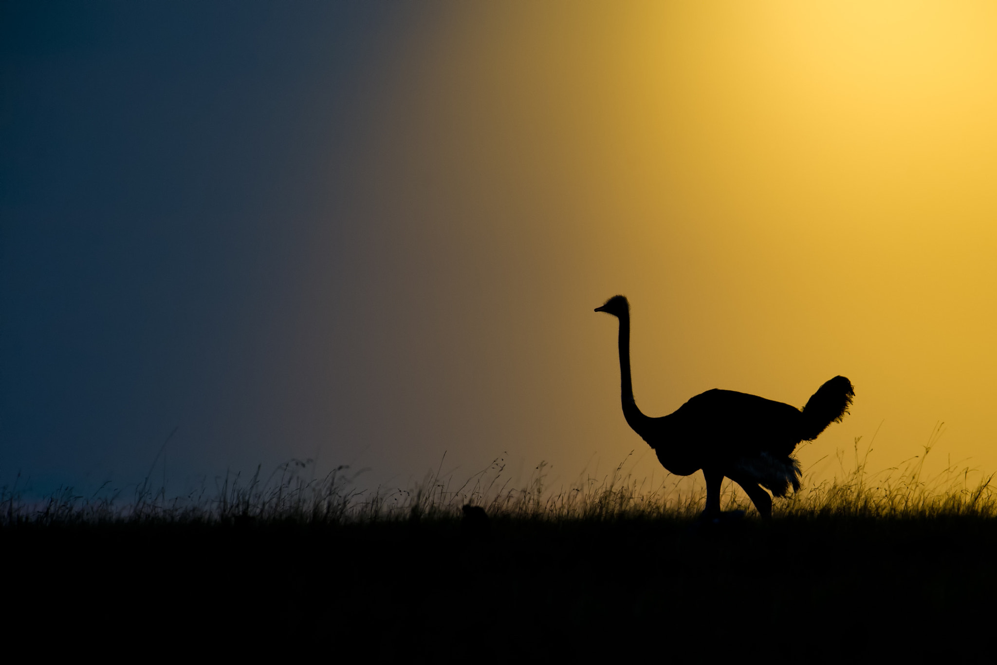 Nikon AF-S Nikkor 500mm F4G ED VR sample photo. Ostrich sunrise photography