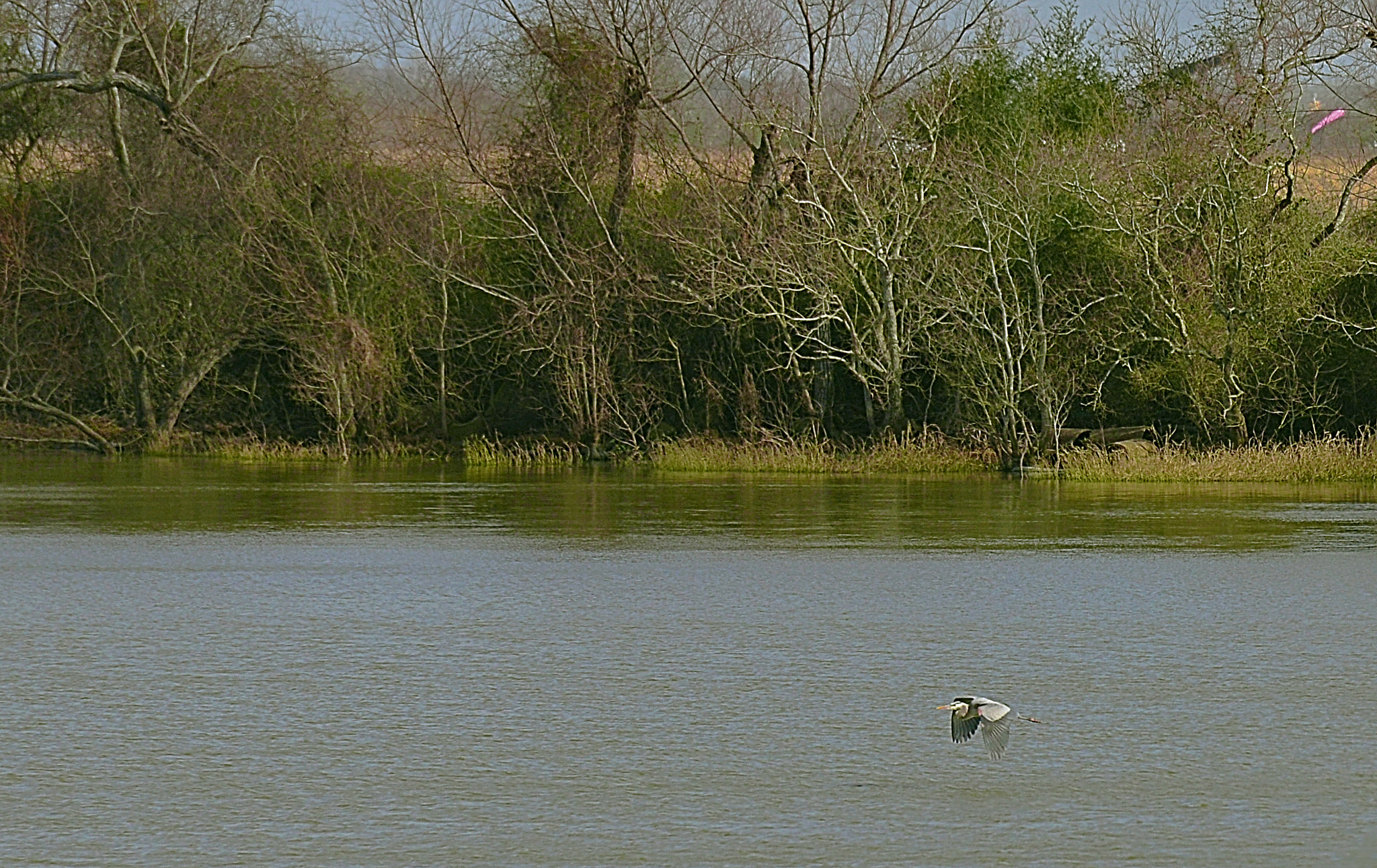Nikon D610 + AF Zoom-Nikkor 70-210mm f/4 sample photo. Great blue heron photography