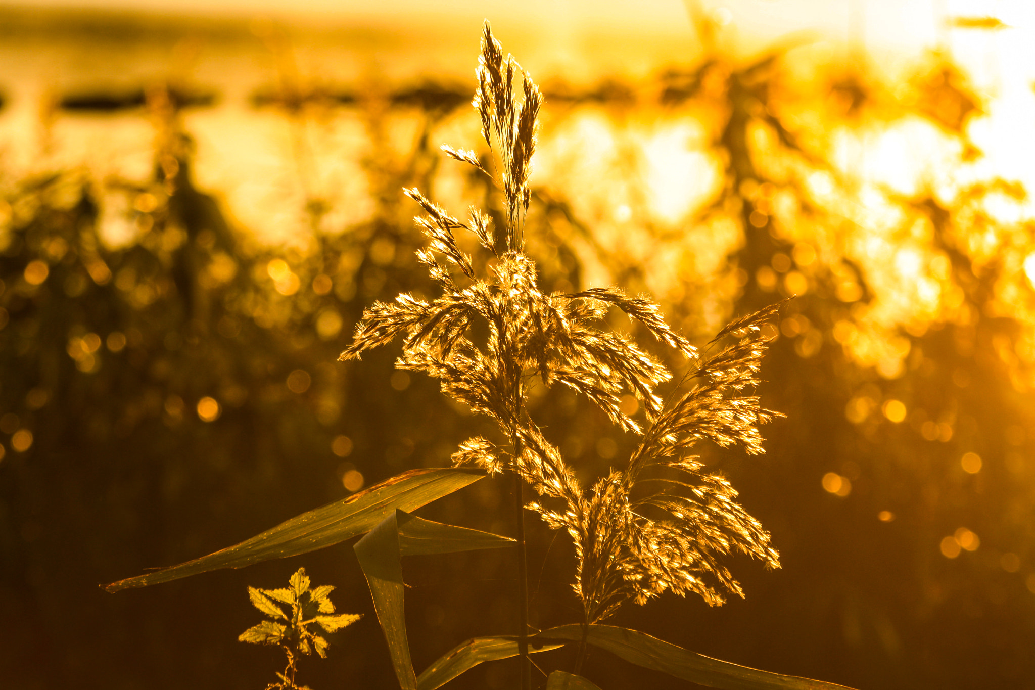 Canon EF 70-300mm F4-5.6 IS USM sample photo. Gold photography