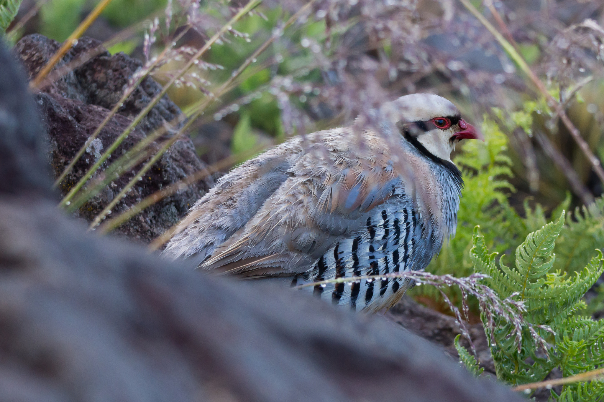 Sony 70-300mm F4.5-5.6 G SSM sample photo. Chukar partridge photography