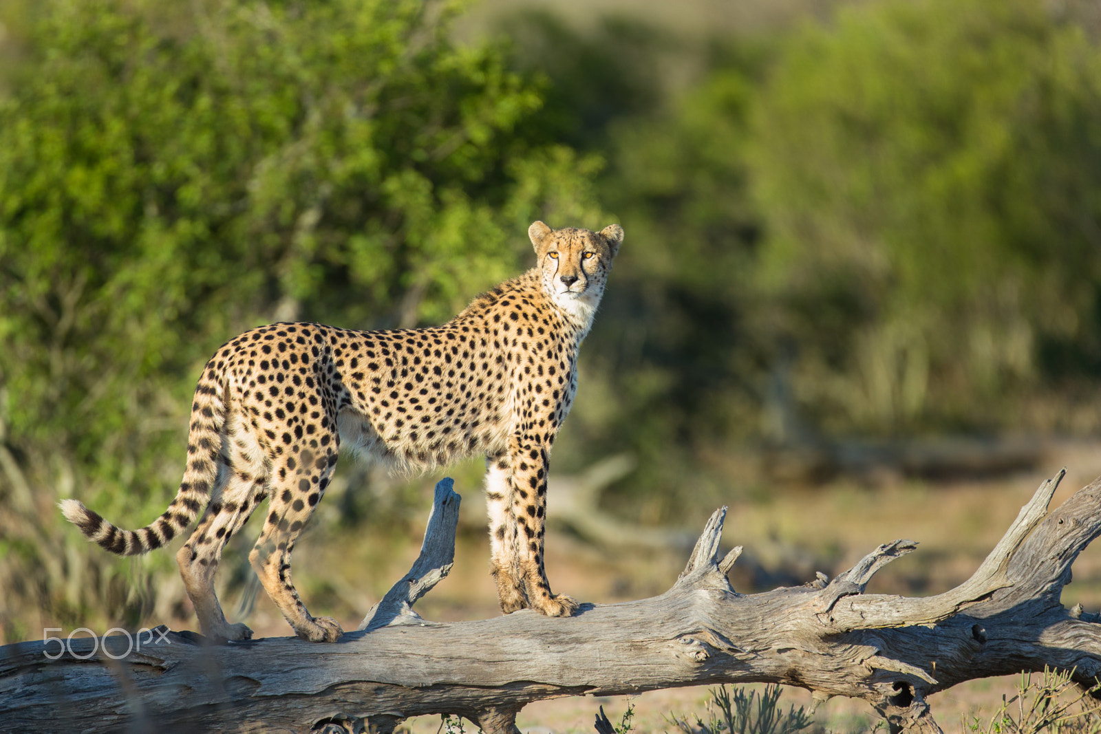 Canon EOS-1D X + Canon EF 600mm f/4L IS sample photo. Cheetah photography