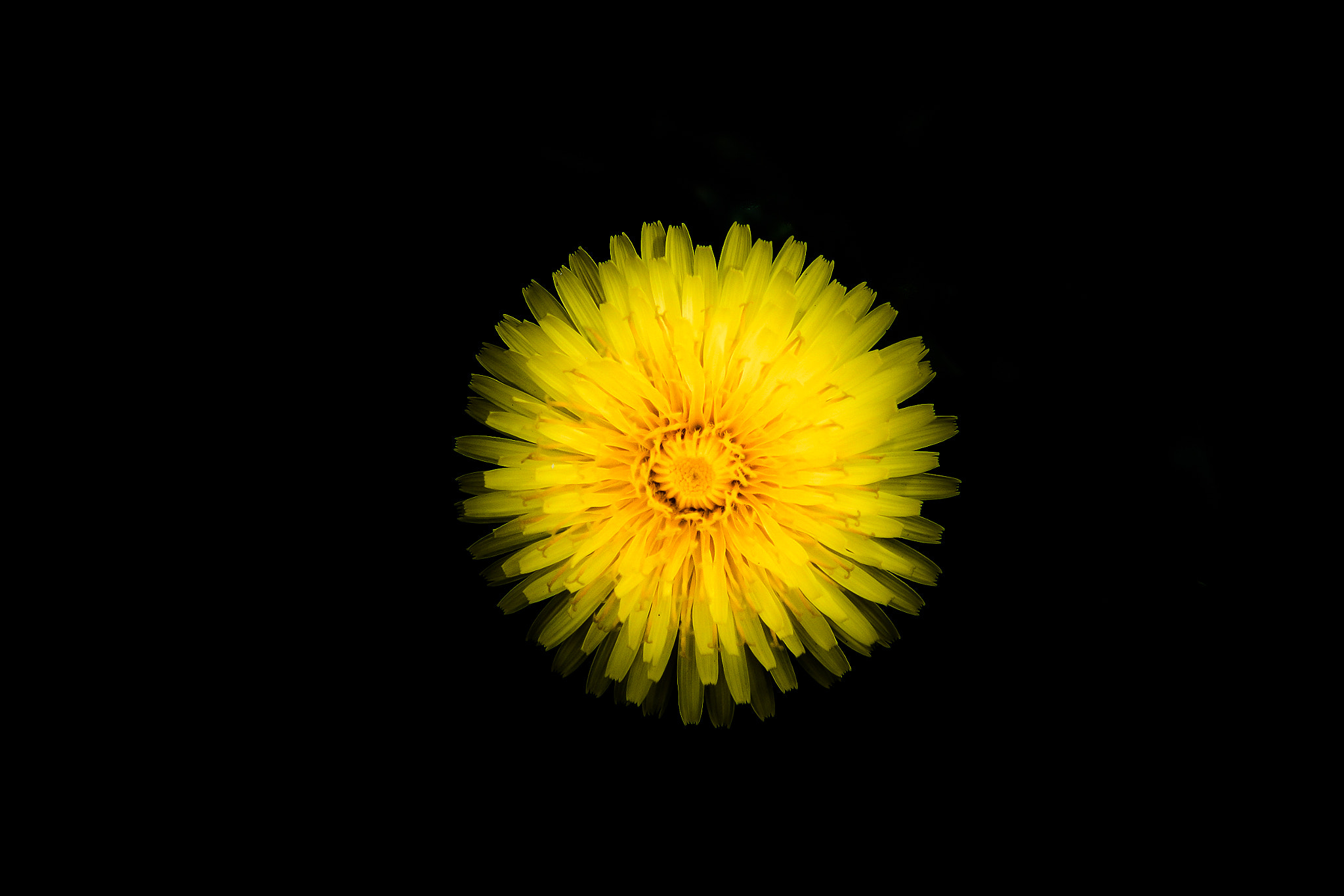 Sony SLT-A77 + Minolta AF 70-210mm F4 Macro sample photo. Sunflower photography