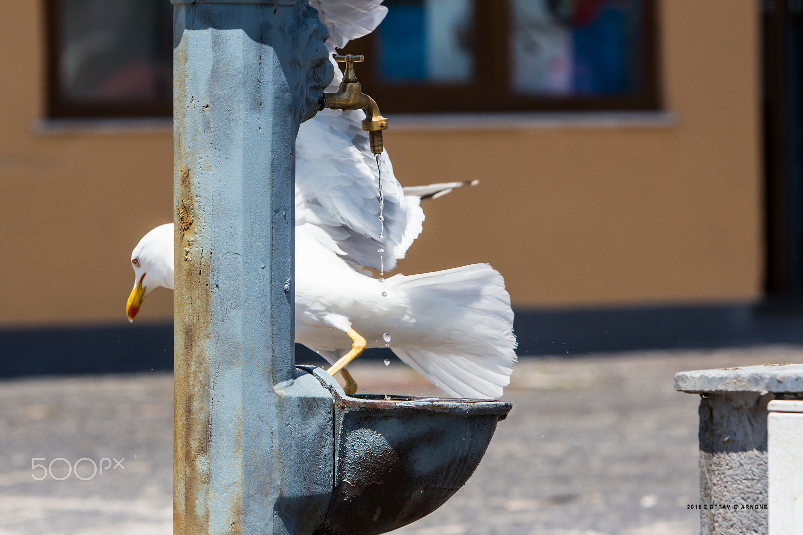 Canon EF 70-200mm F2.8L IS USM sample photo. Seagull photography