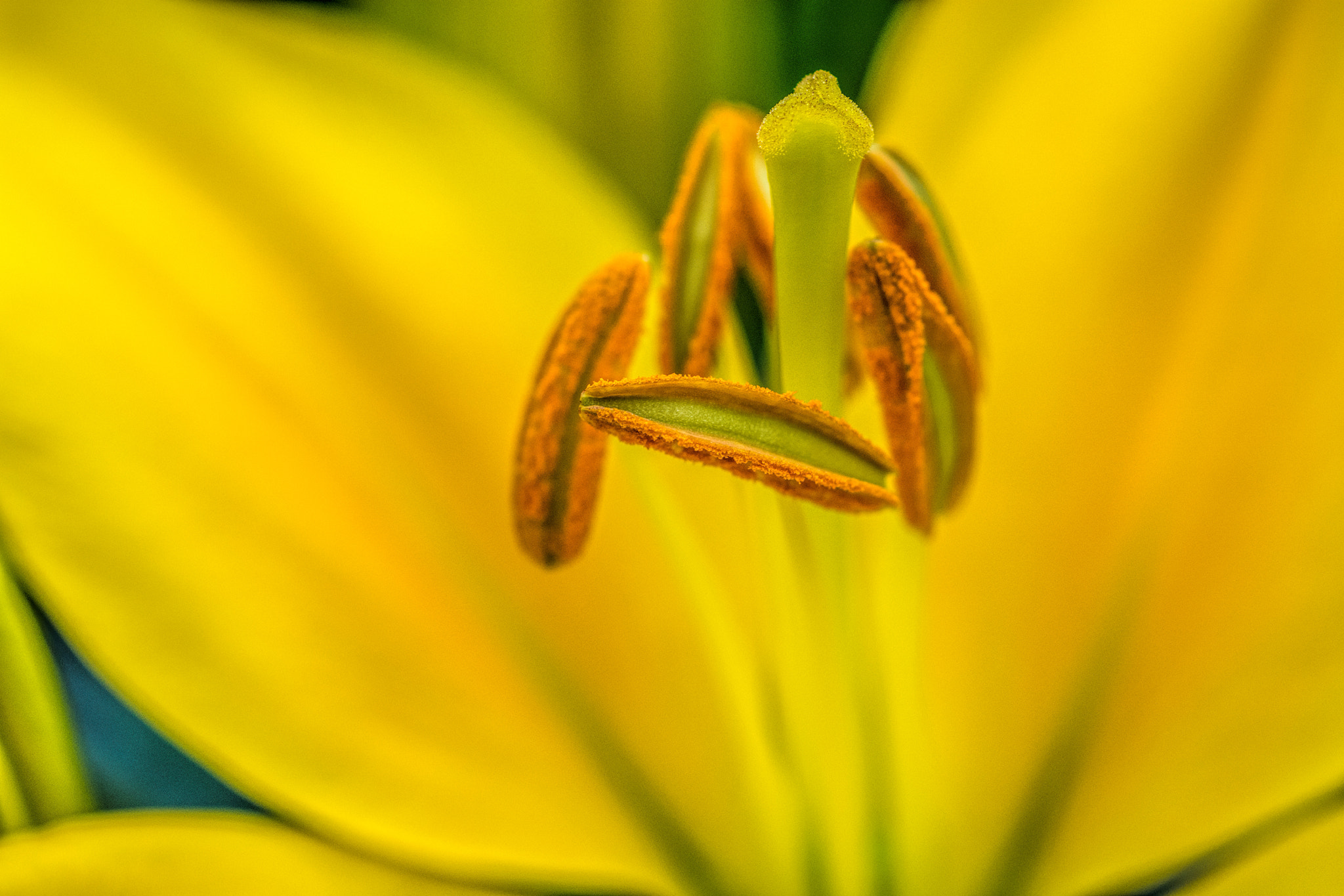 Nikon D7200 + Nikon AF Micro-Nikkor 60mm F2.8D sample photo. Mellow yellow photography