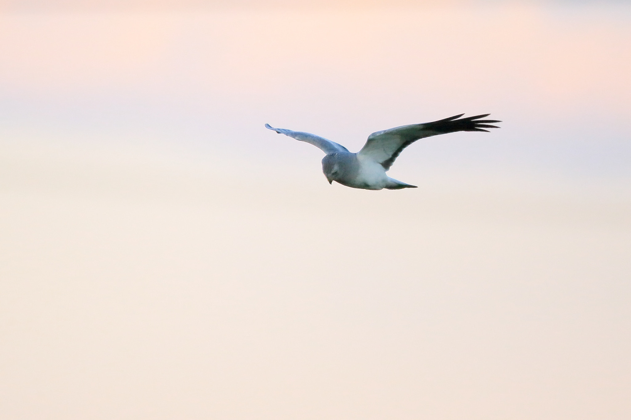 Canon EF 800mm F5.6L IS USM sample photo. ハイイロチュウヒ   夕焼− photography