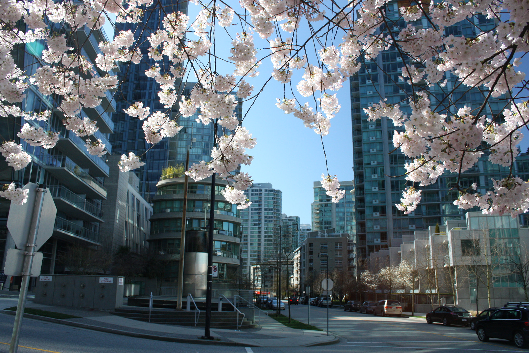 Canon EF-S 18-55mm F3.5-5.6 sample photo. Cherry blossoms in the city photography