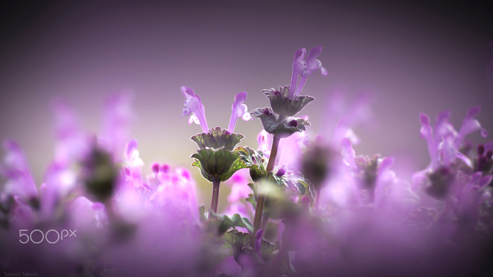 Sony DT 55-300mm F4.5-5.6 SAM sample photo. Spring day photography