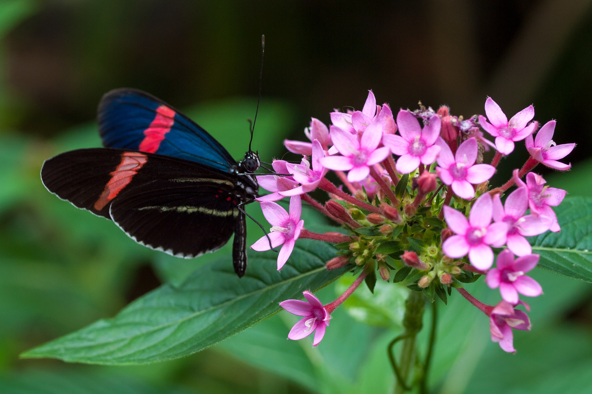 Olympus E-620 (EVOLT E-620) sample photo. Postman butterfly on pink pentas photography