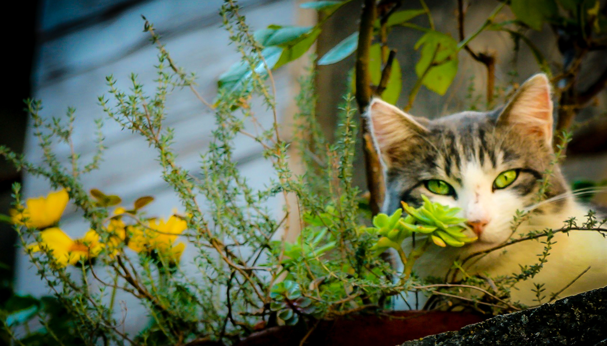 Canon EF-S 17-85mm F4-5.6 IS USM sample photo. "le chat" photography