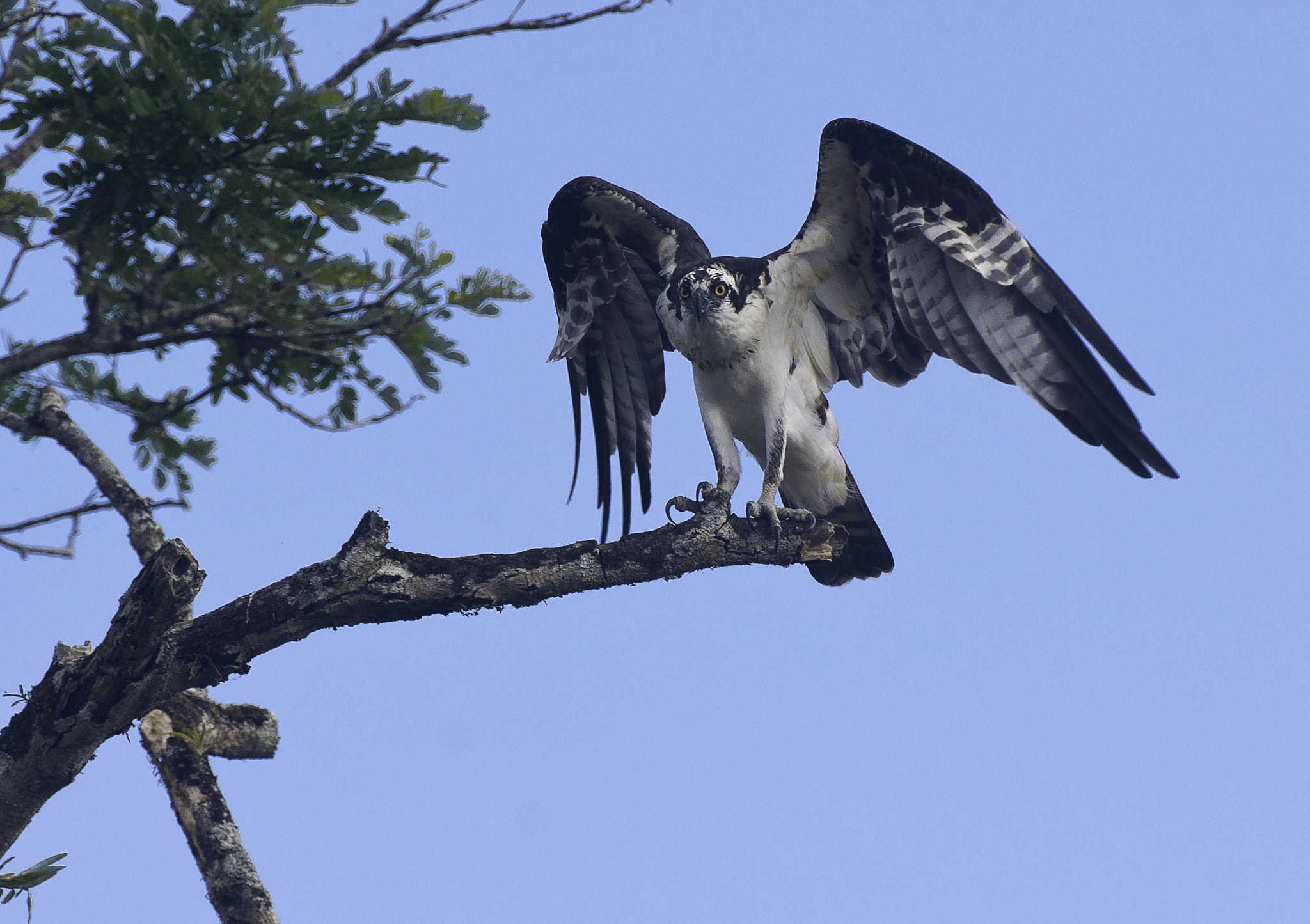 Nikon D3X sample photo. Oy, cormorant, leave my fish - osprey rio frio photography