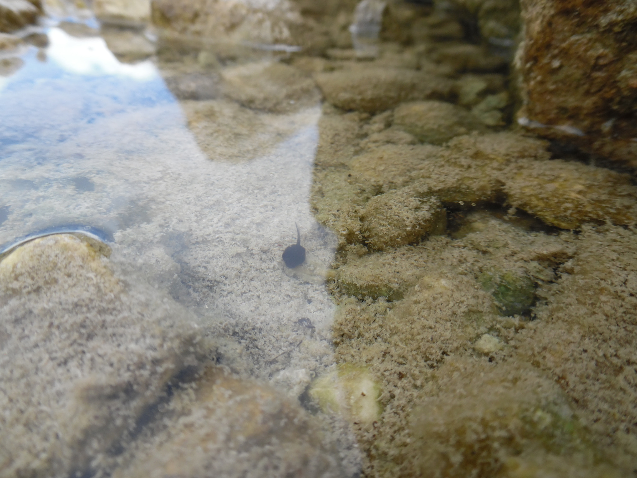 Samsung WB50F/WB51F/WB52F sample photo. #san joselake photography