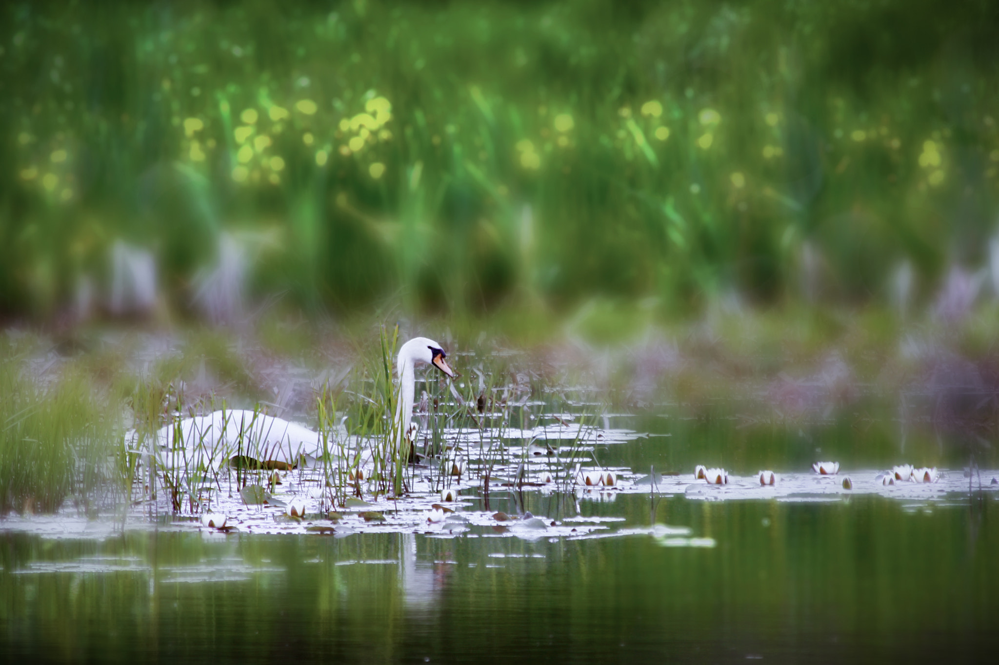 Canon EF 70-300mm F4-5.6 IS USM sample photo. Labutenka photography