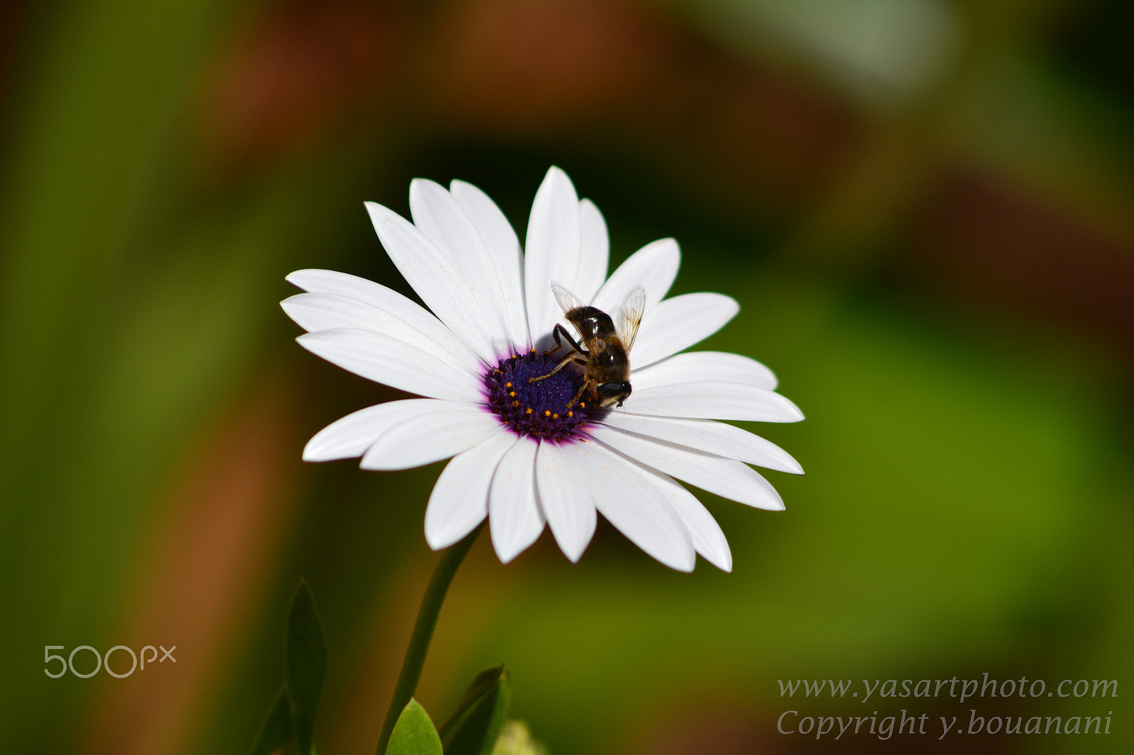 Nikon D3100 + AF Nikkor 70-210mm f/4-5.6 sample photo. Fleur blanche photography