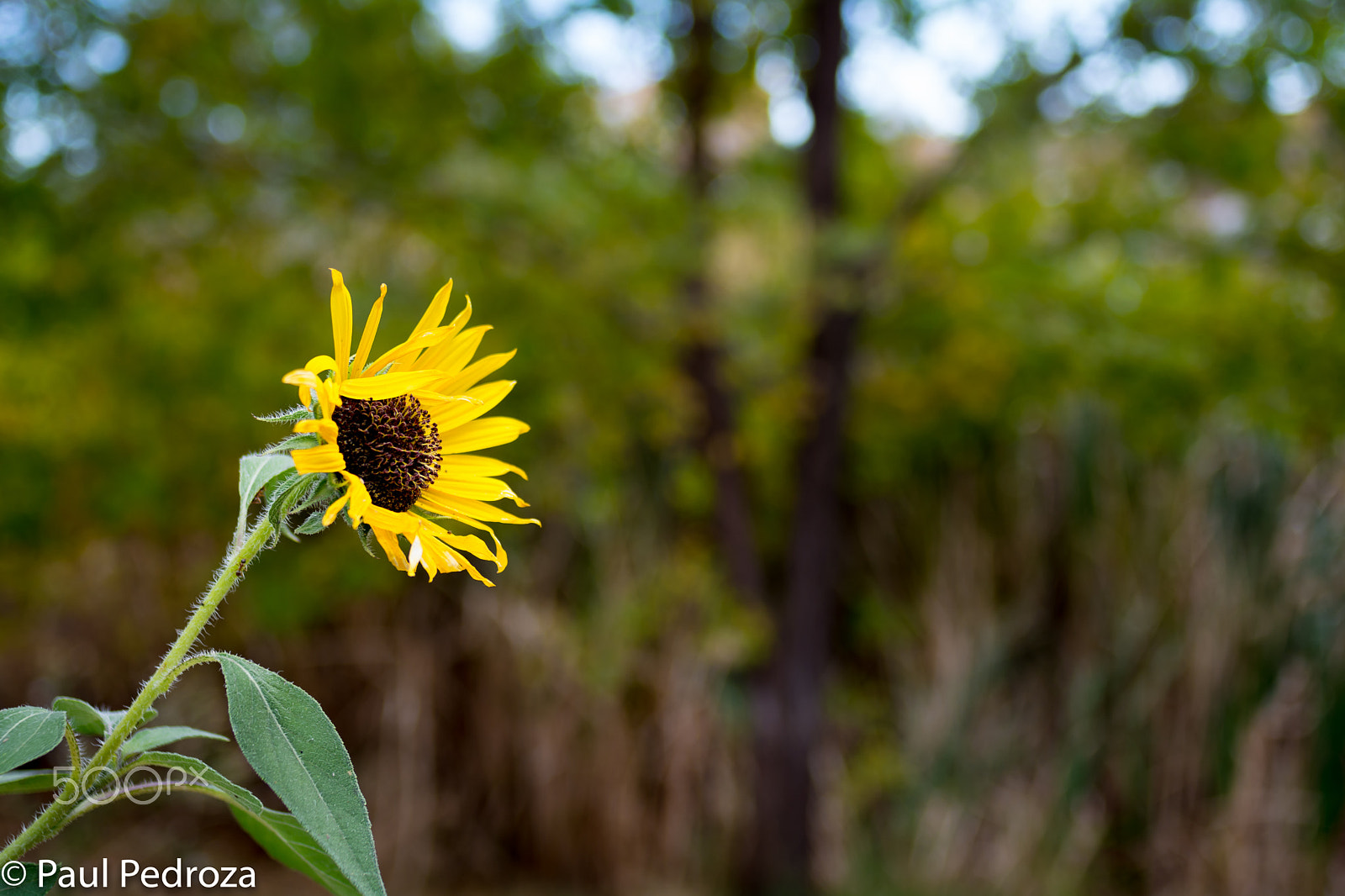 Nikon D7100 + Nikon AF Nikkor 28mm F2.8D sample photo. Solo.jpg photography