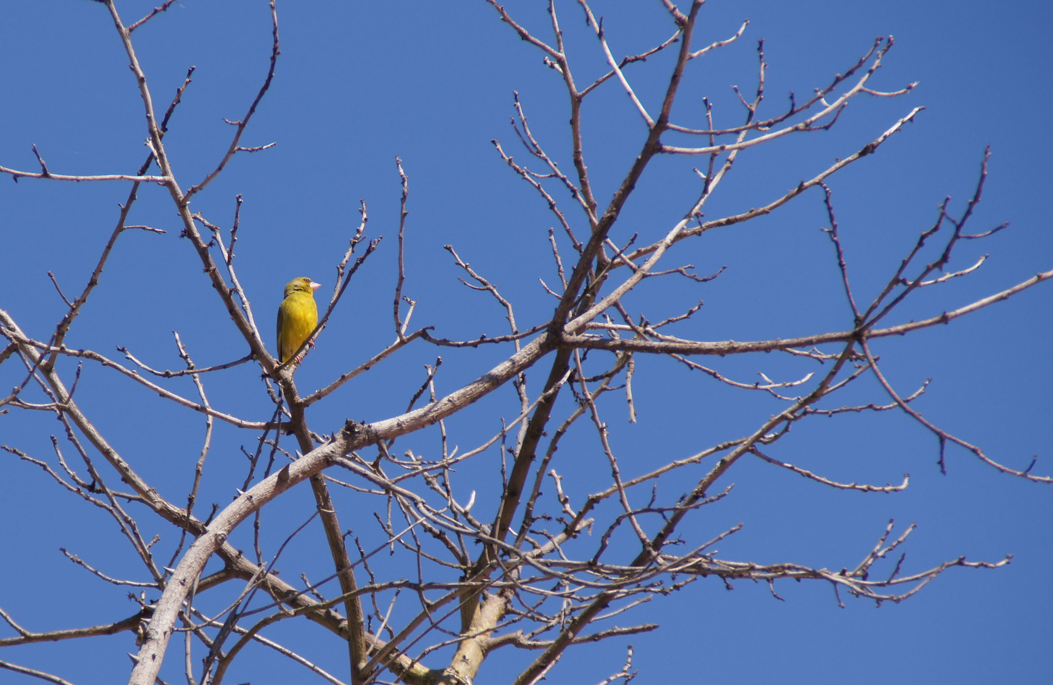 Sony SLT-A55 (SLT-A55V) sample photo. Lonely bird photography