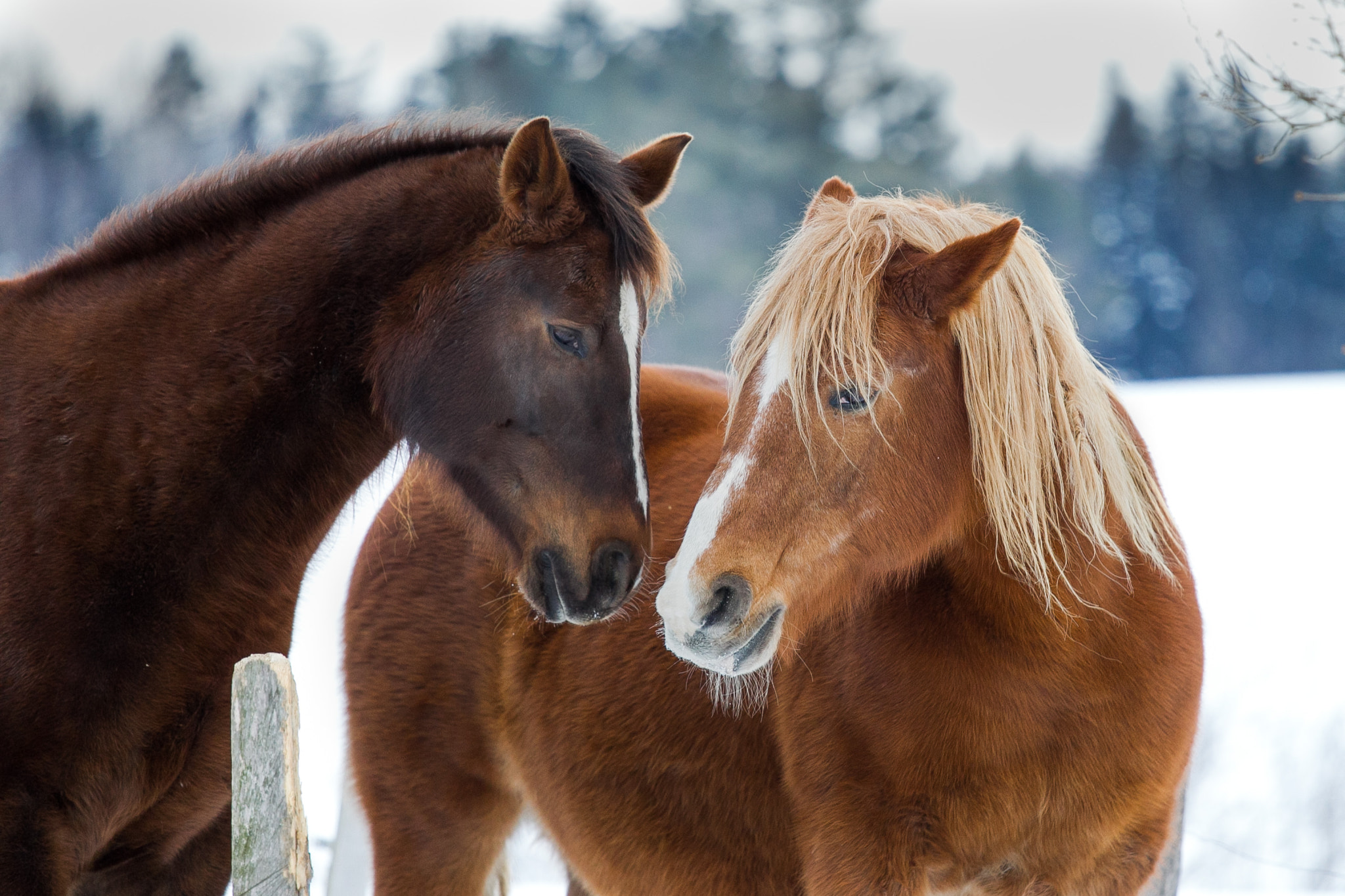 Canon EOS-1D Mark IV sample photo. Almost sweet photography