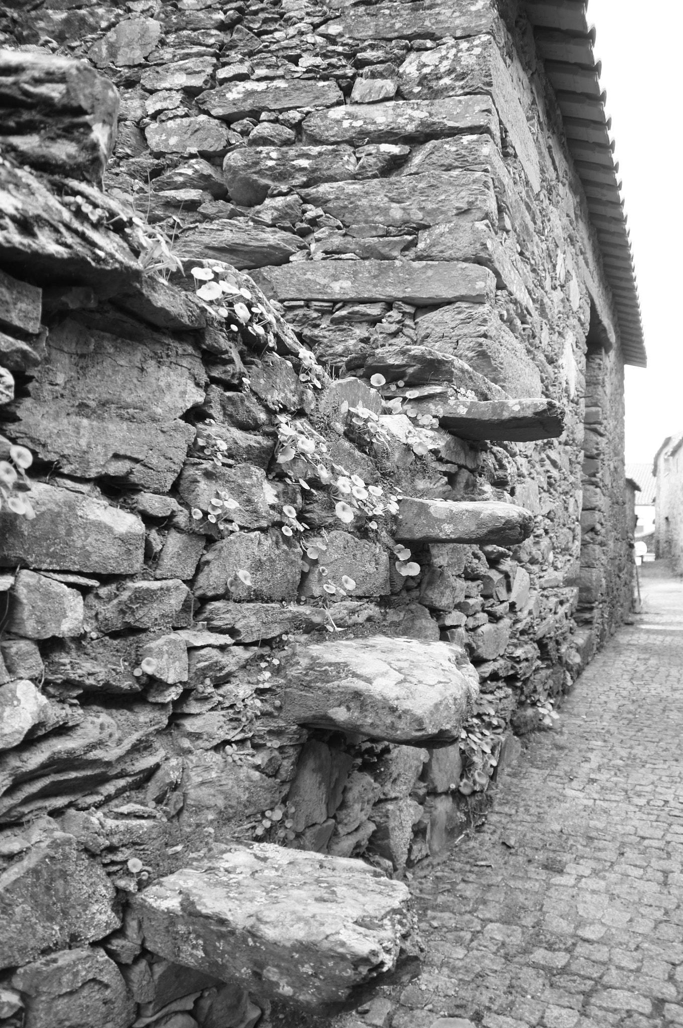 Sony SLT-A55 (SLT-A55V) sample photo. Wall steps photography