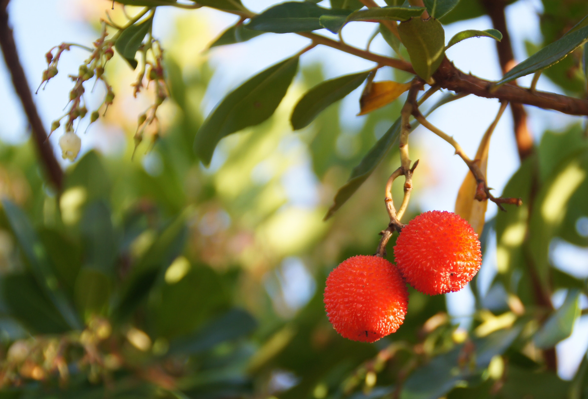 Sony SLT-A55 (SLT-A55V) sample photo. Arbutus (medronho) photography