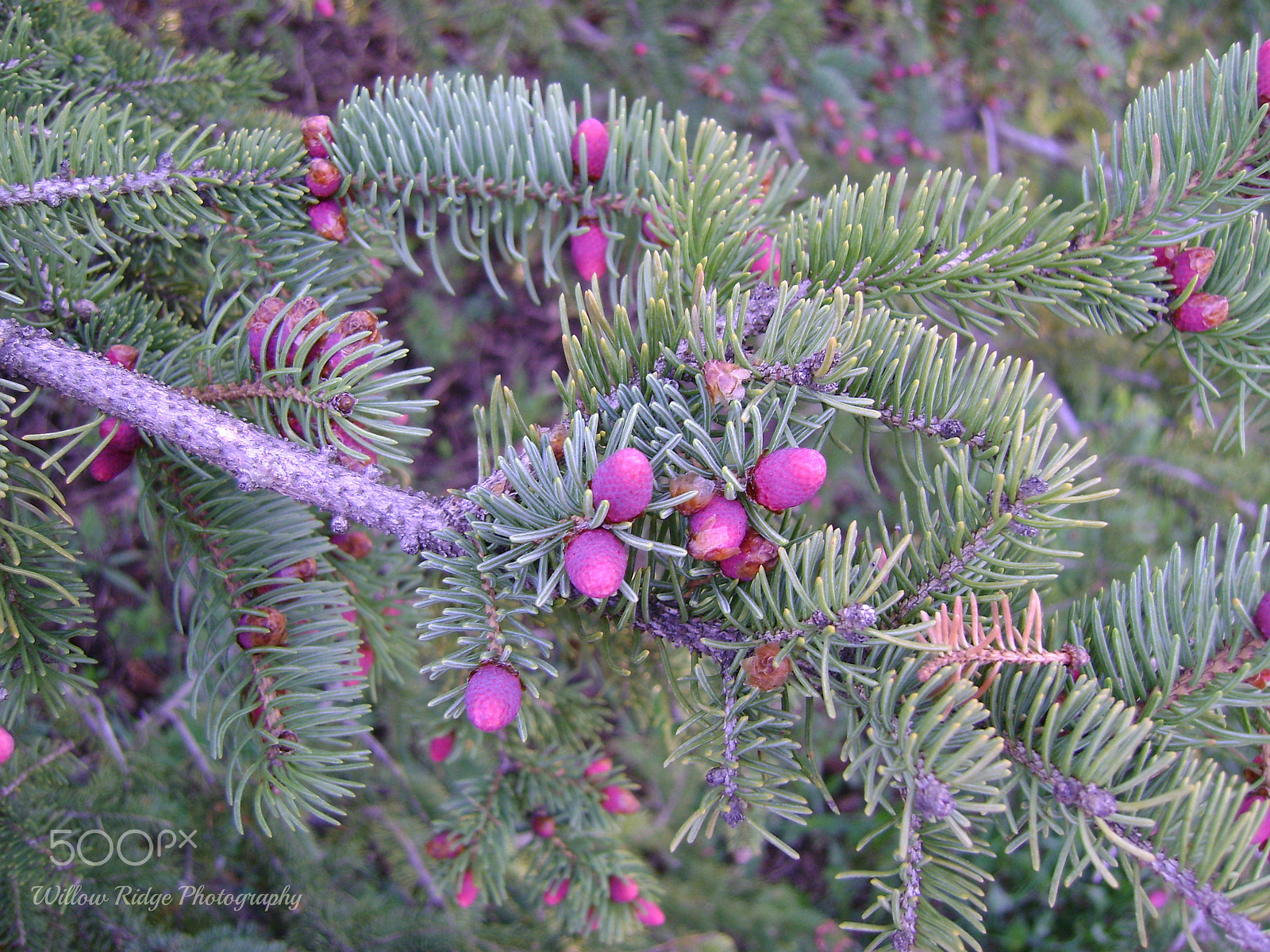 Sony DSC-S730 sample photo. Berry tree photography