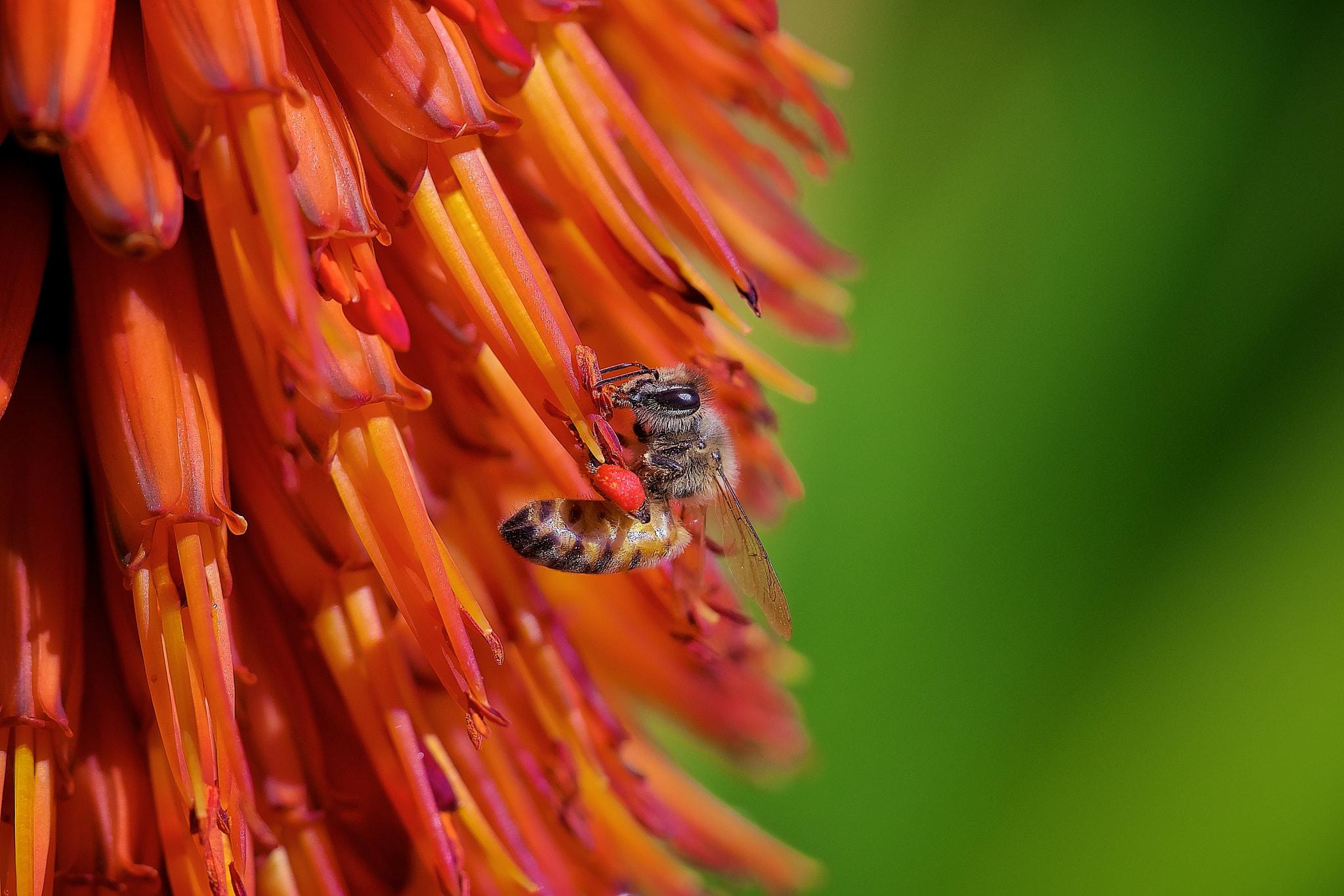 Sony a7R II + Sony FE 90mm F2.8 Macro G OSS sample photo. Pollen pop photography