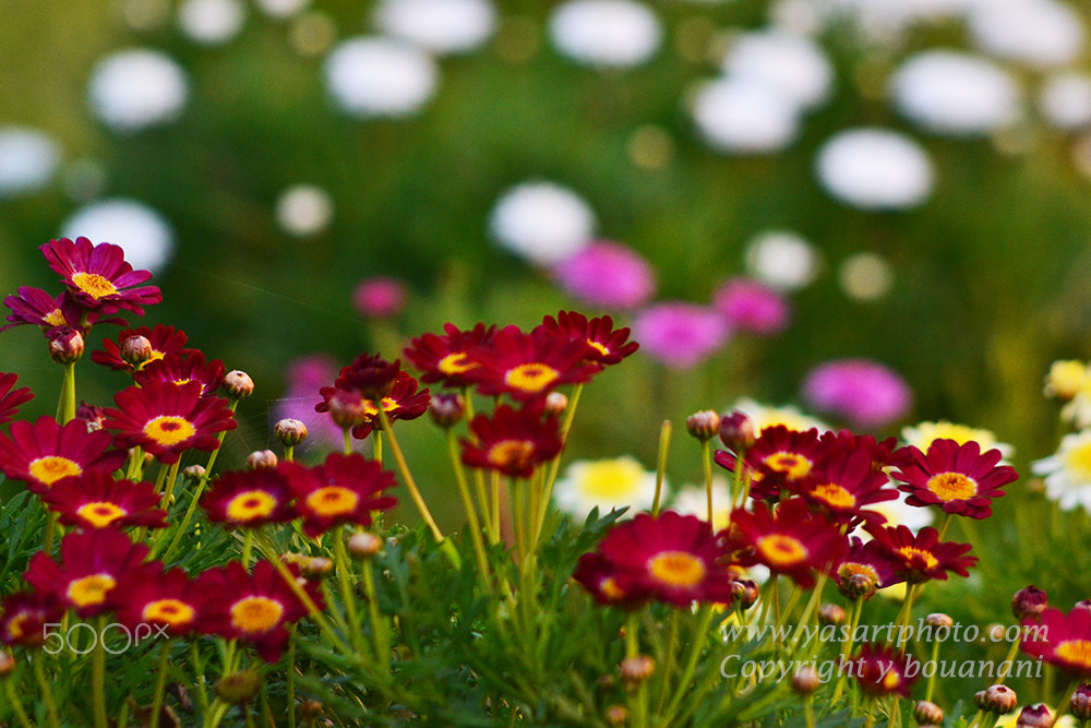 Nikon D3100 + AF Nikkor 70-210mm f/4-5.6 sample photo. Fleurs rouges photography