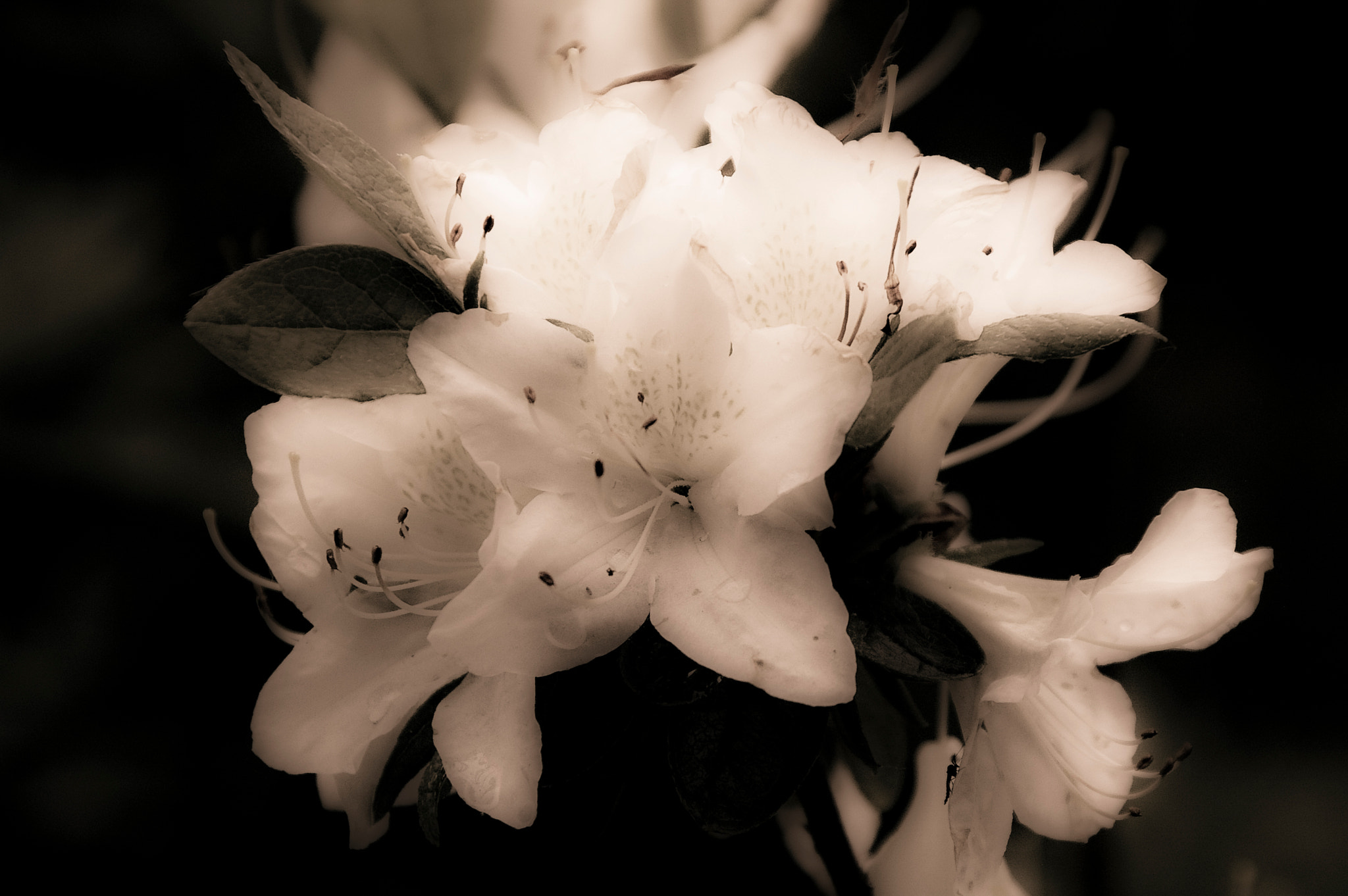 Tamron AF 28-300mm F3.5-6.3 XR Di LD Aspherical (IF) Macro sample photo. Flower photography