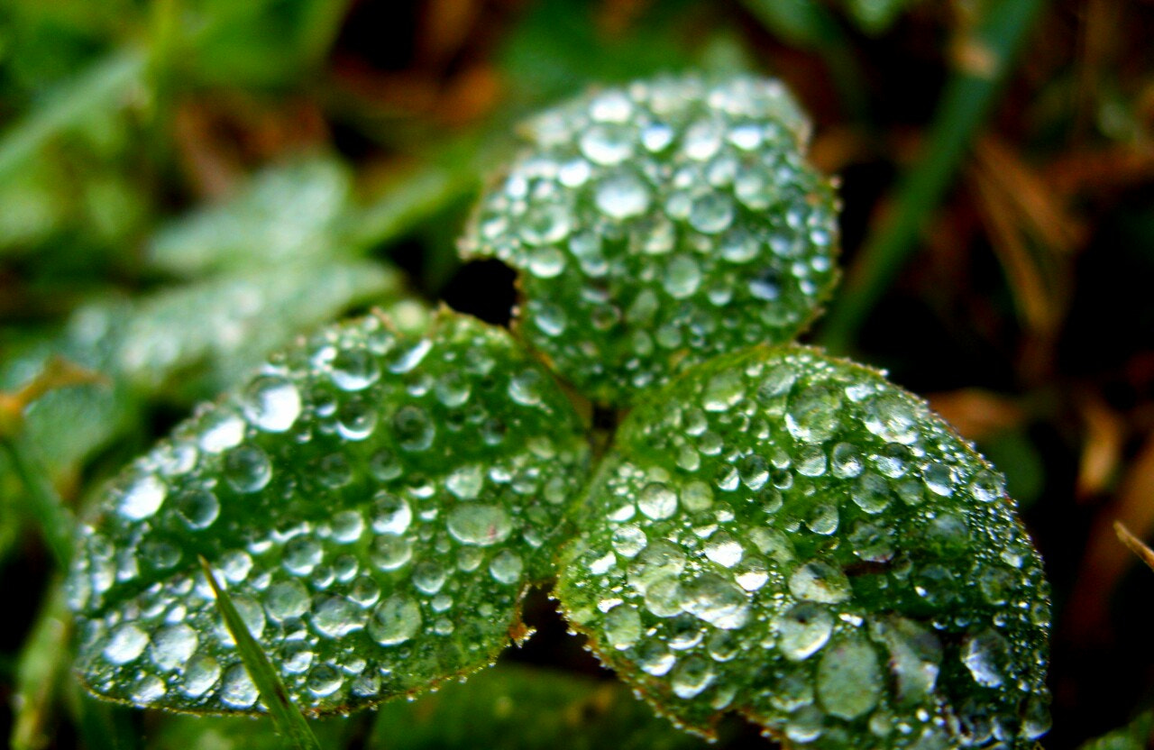 Samsung S1060 sample photo. Diamonds are forever photography