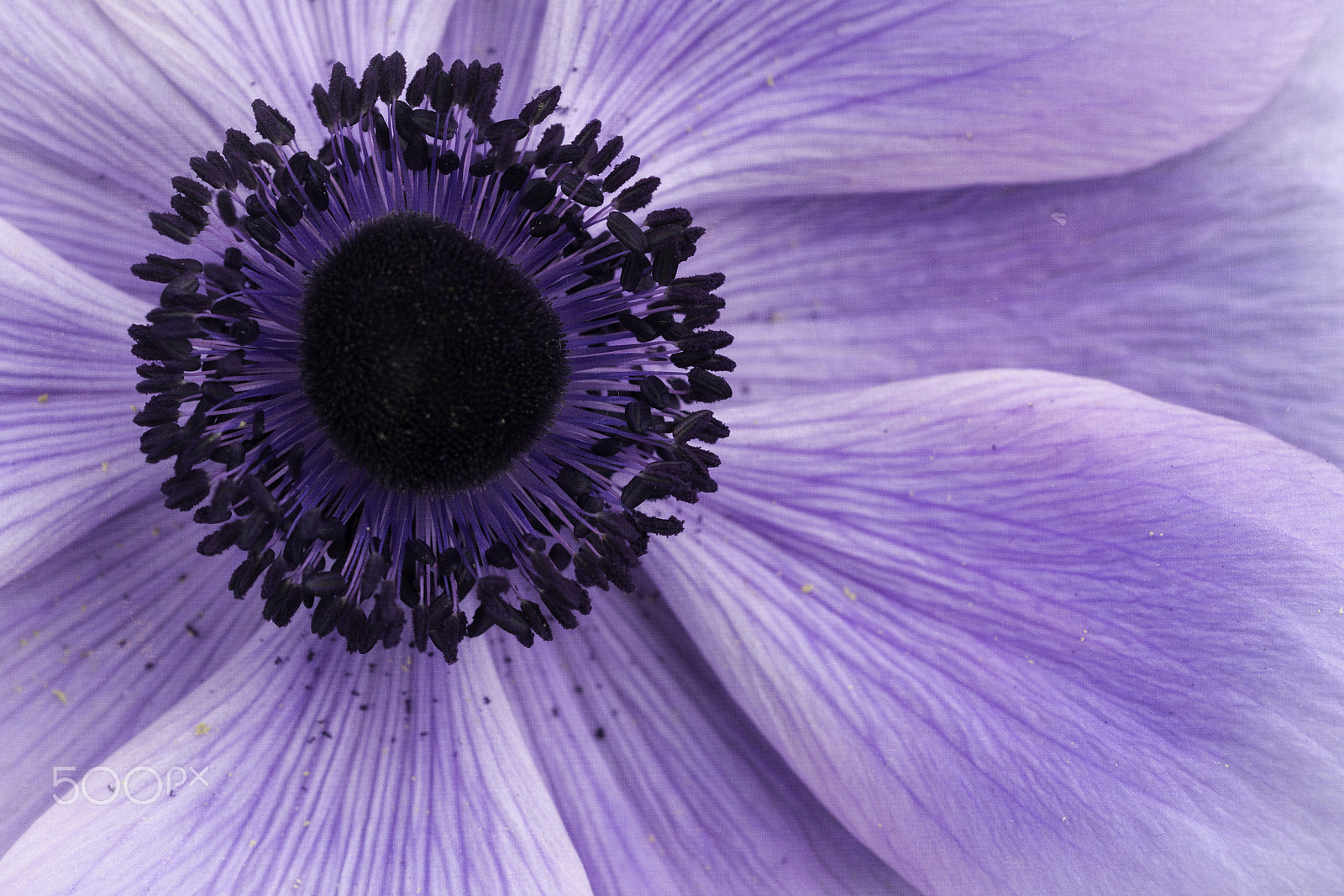 Nikon D7200 + Nikon AF Micro-Nikkor 60mm F2.8D sample photo. Blue anemone photography